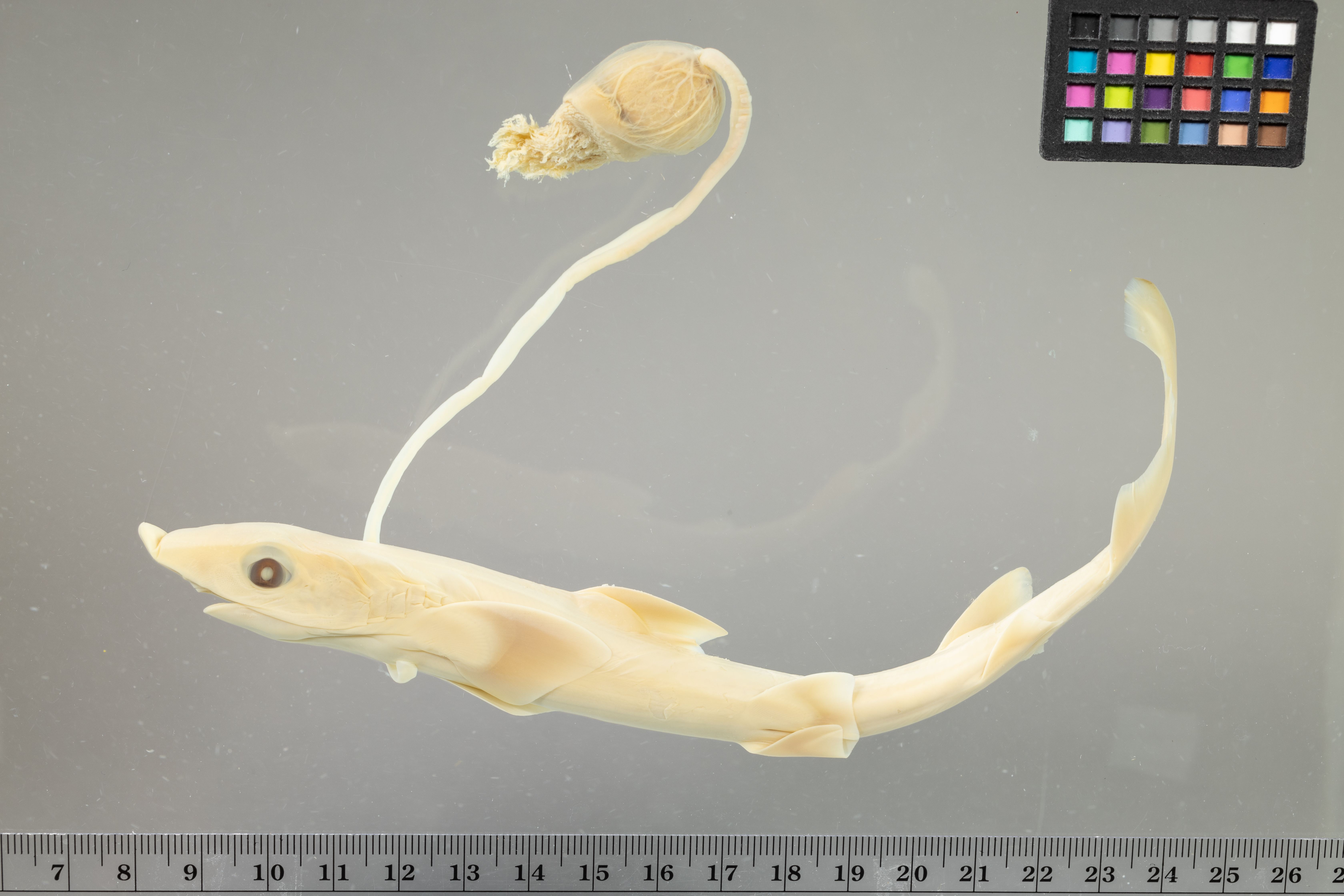 Barbeled houndshark (Leptocharias smithii) — Leptochariidae
