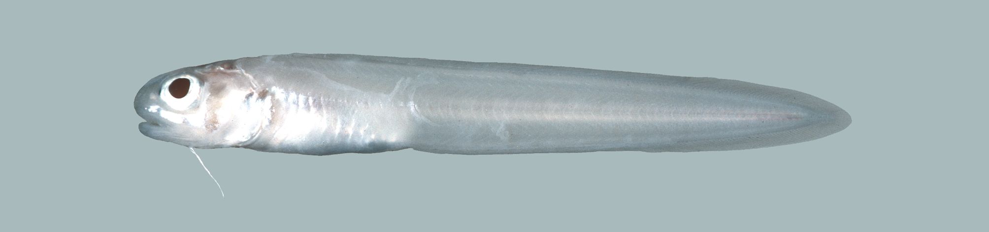Otophidium dormitator