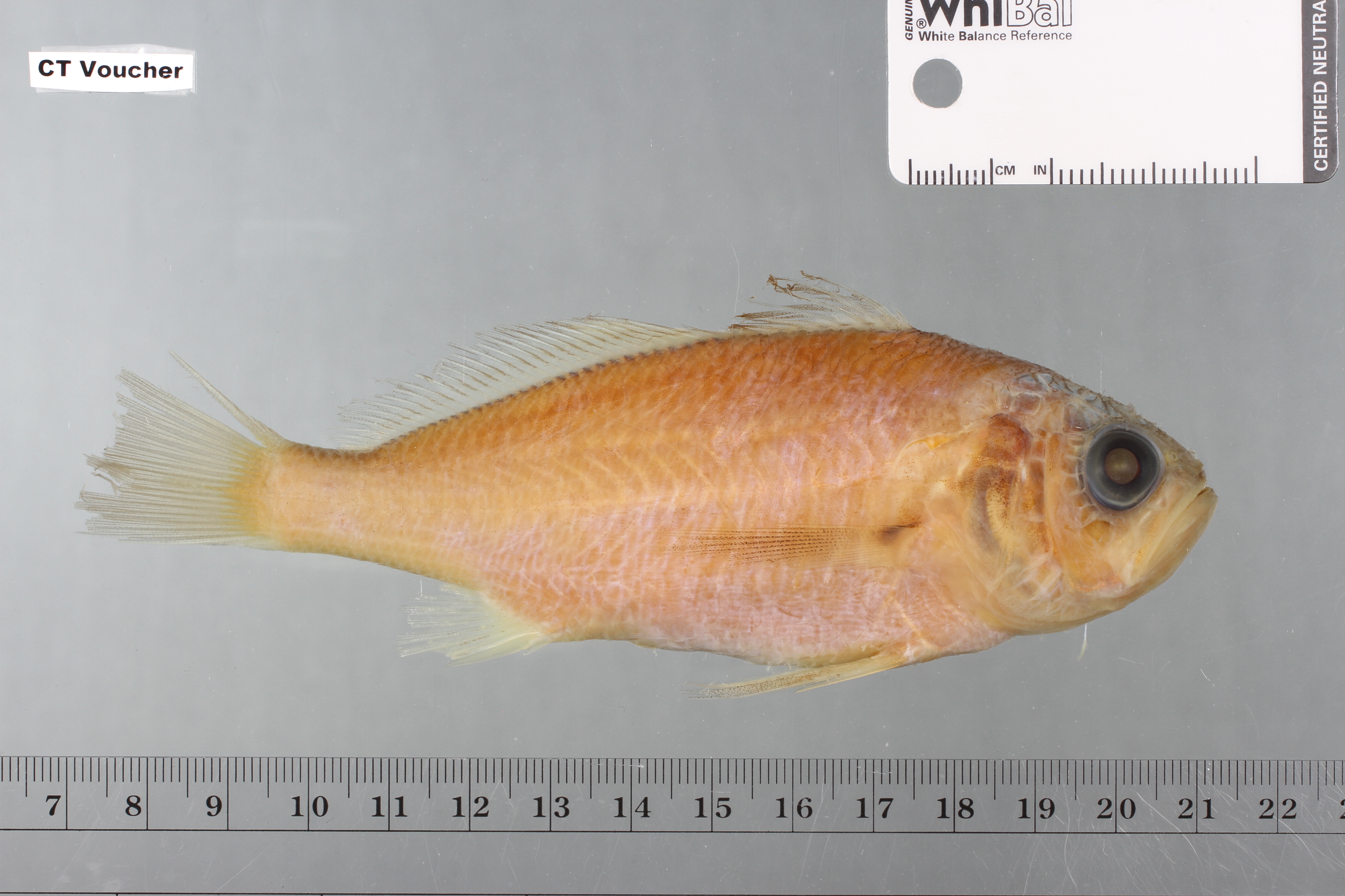 Pteroscion peli