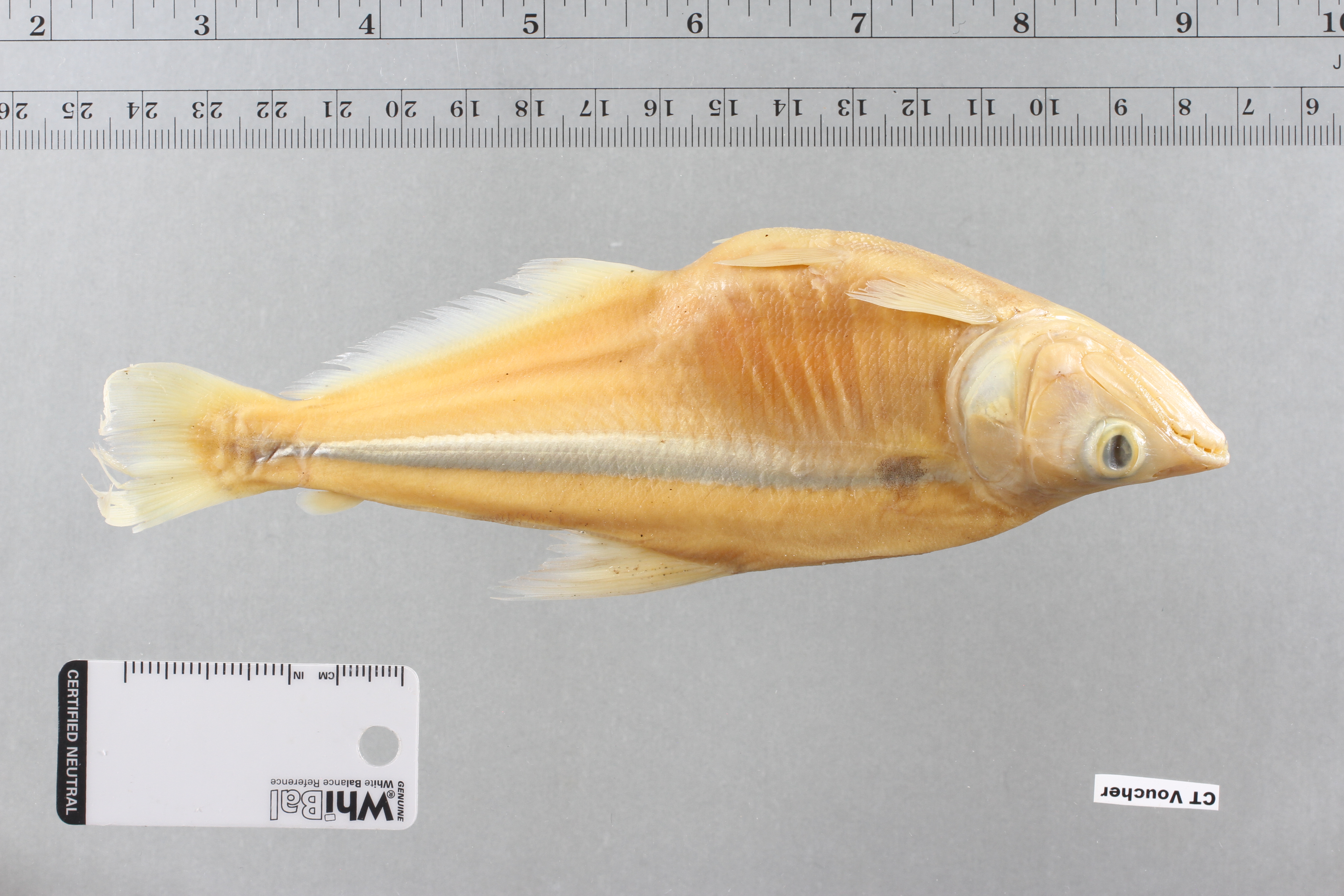 Sabretooth characin (Galeocharax gulo) — Characidae