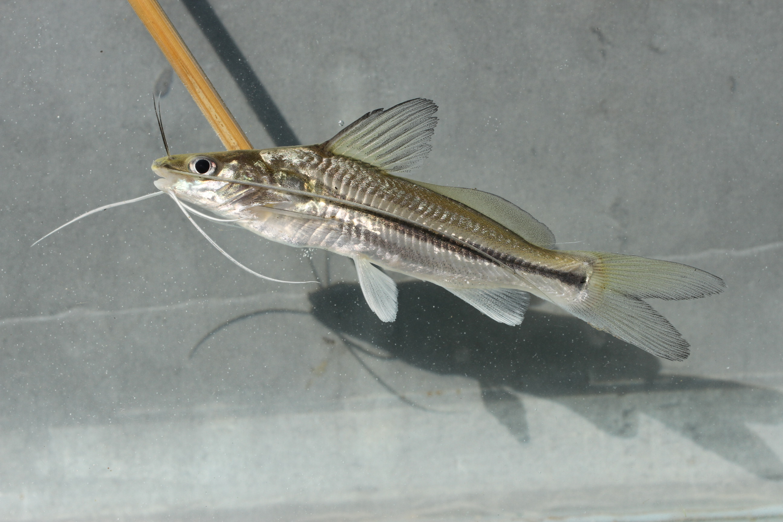 Striped mystus (Mystus rhegma) — Bagridae