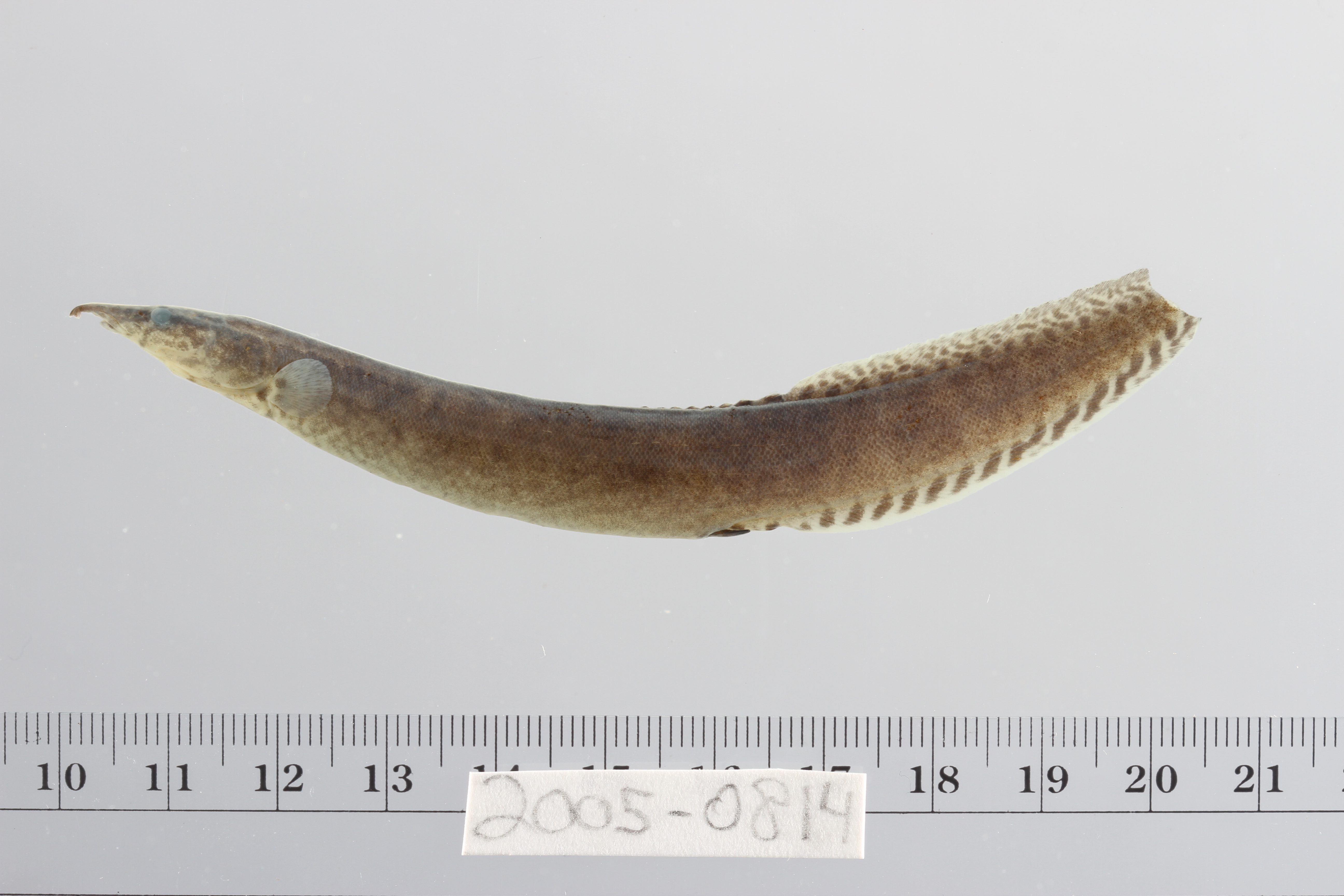 Buff-backed spiny eel (Macrognathus maculatus) — Mastacembelidae — 2
