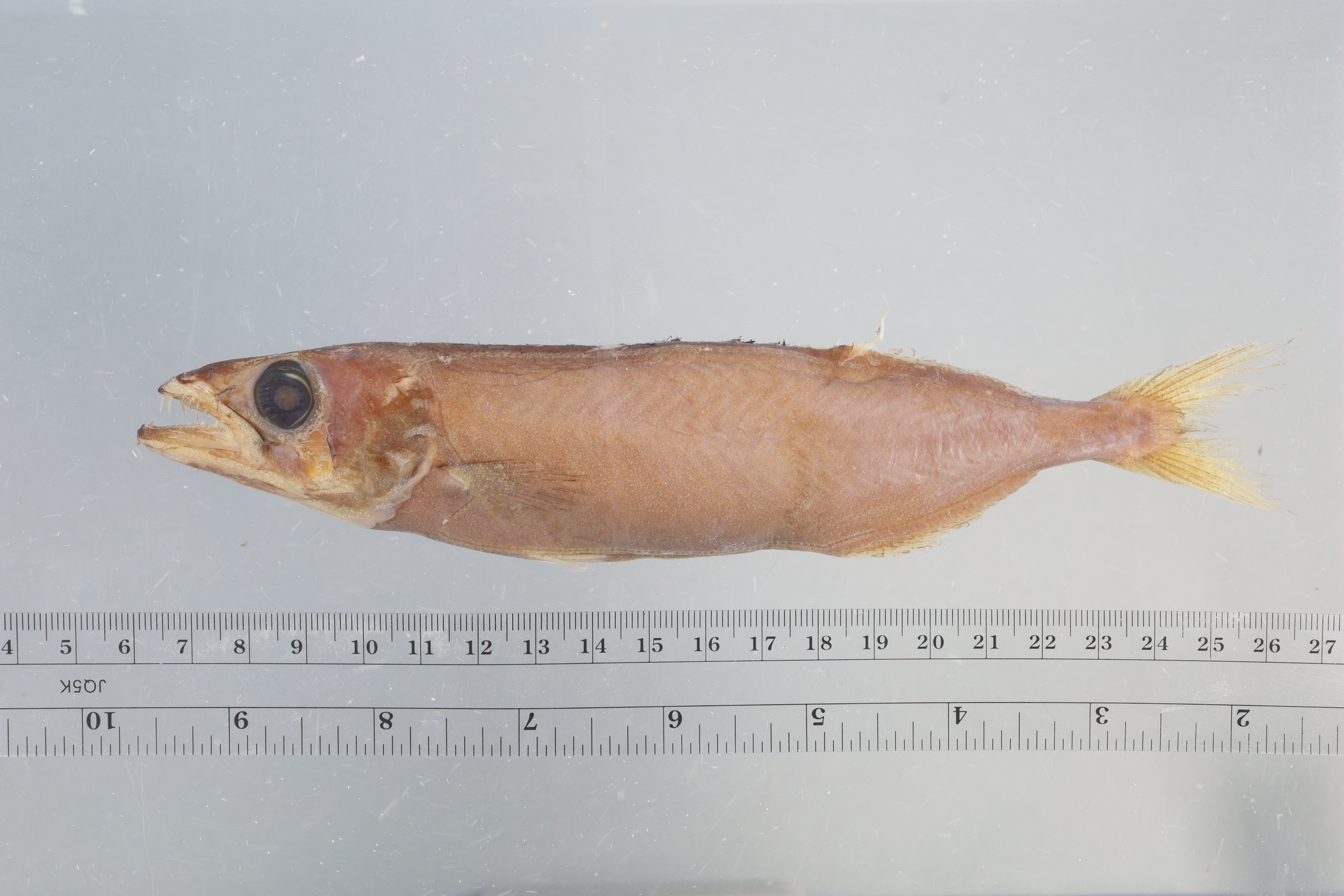 American sackfish (Neoepinnula americana) — Gempylidae — 3