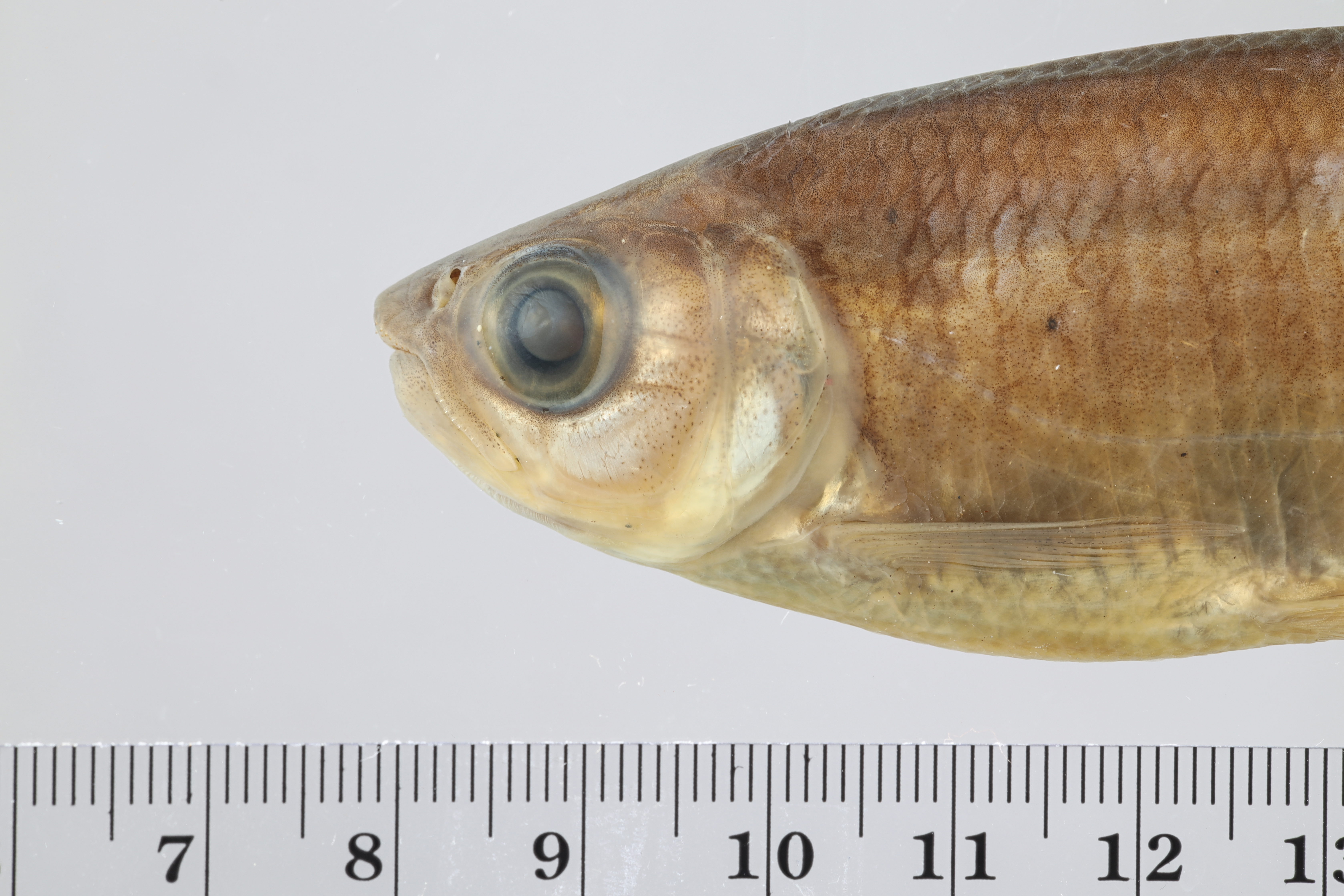 Macabi tetra (Brycon guatemalensis) — Bryconidae — 4