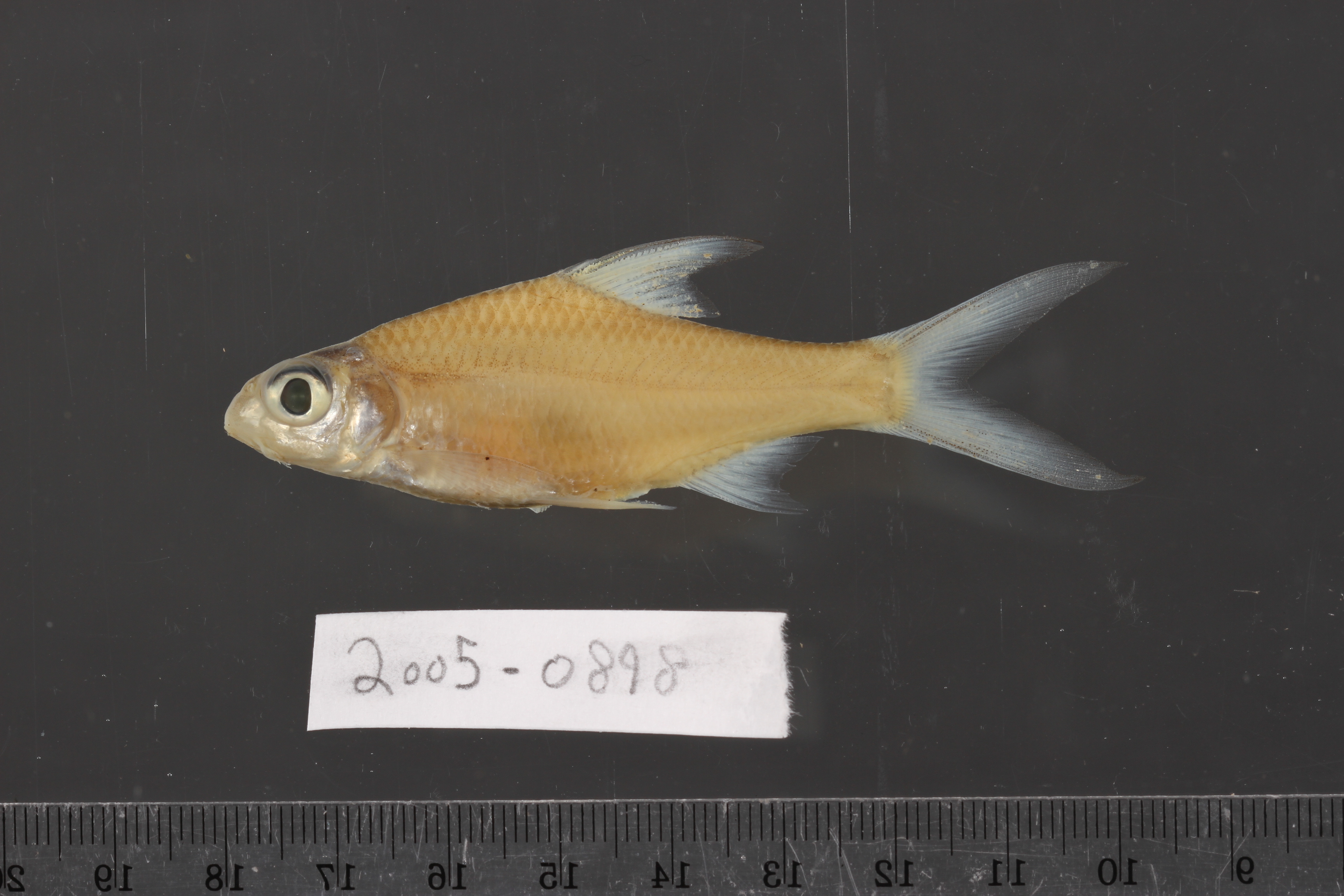Threadfin barb (Cyclocheilichthys heteronema) — Cyprinidae — 3