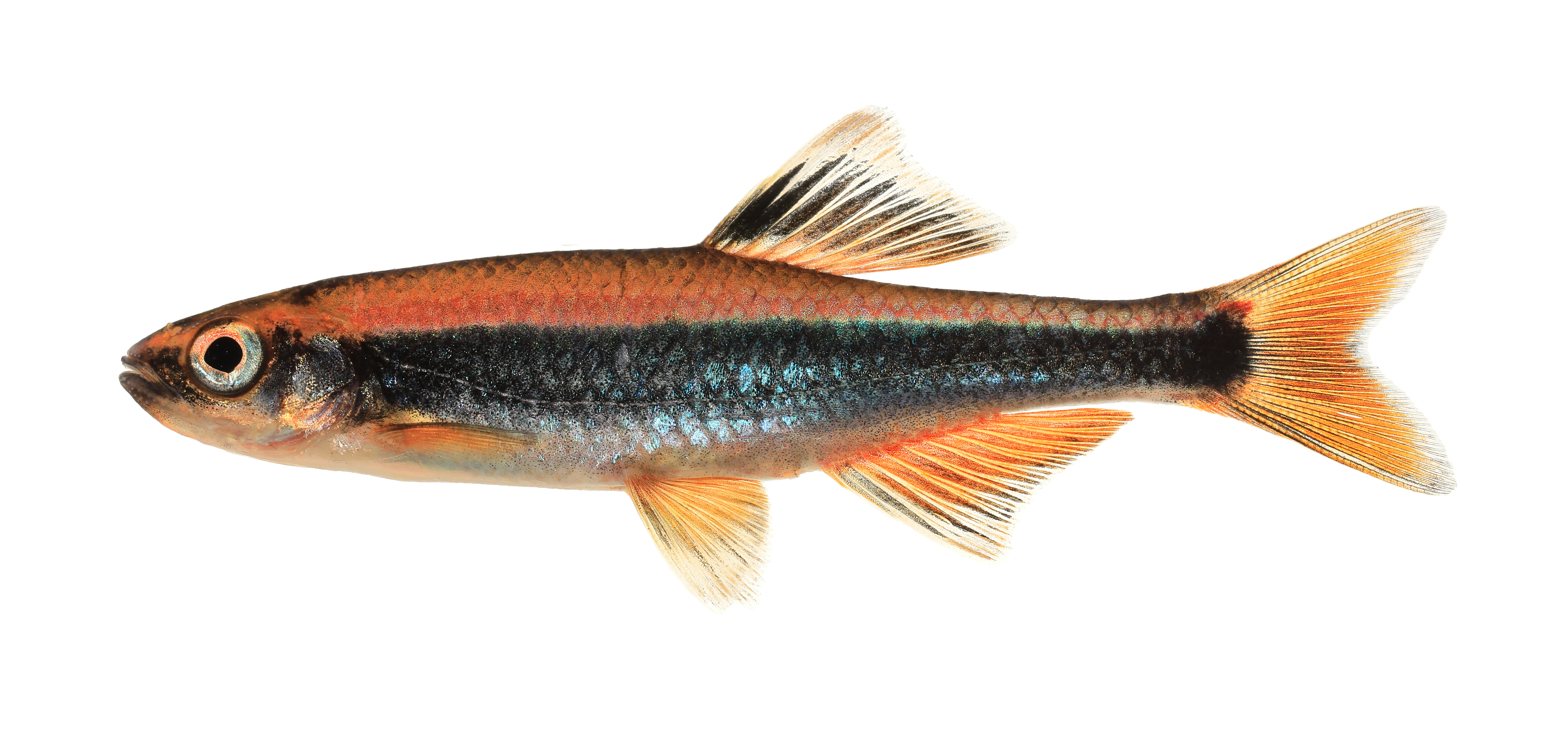 Metaal-glansvis (Pteronotropis metallicus) — Cyprinidae — 3