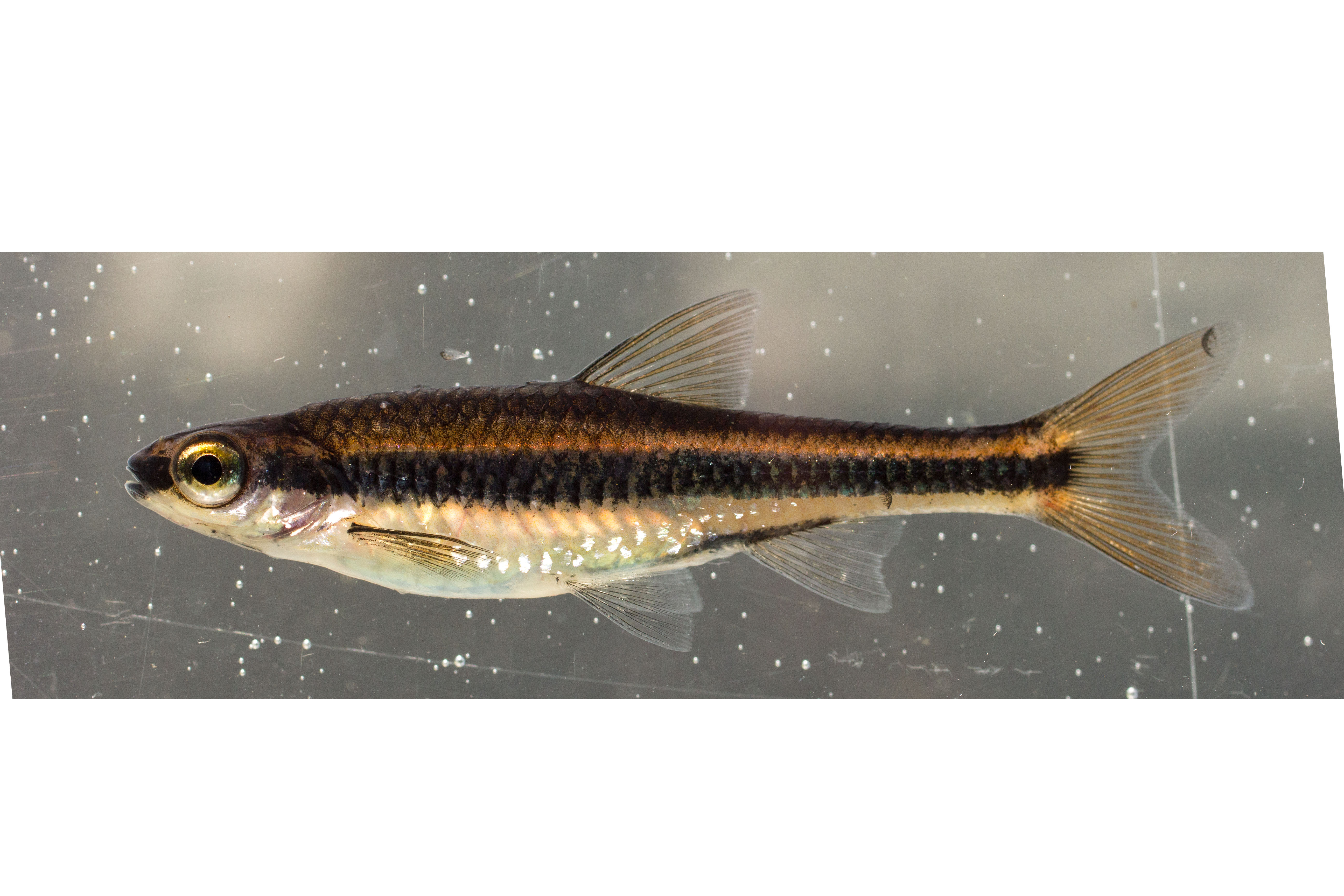 Ironcolor shiner (Notropis chalybaeus) — Cyprinidae