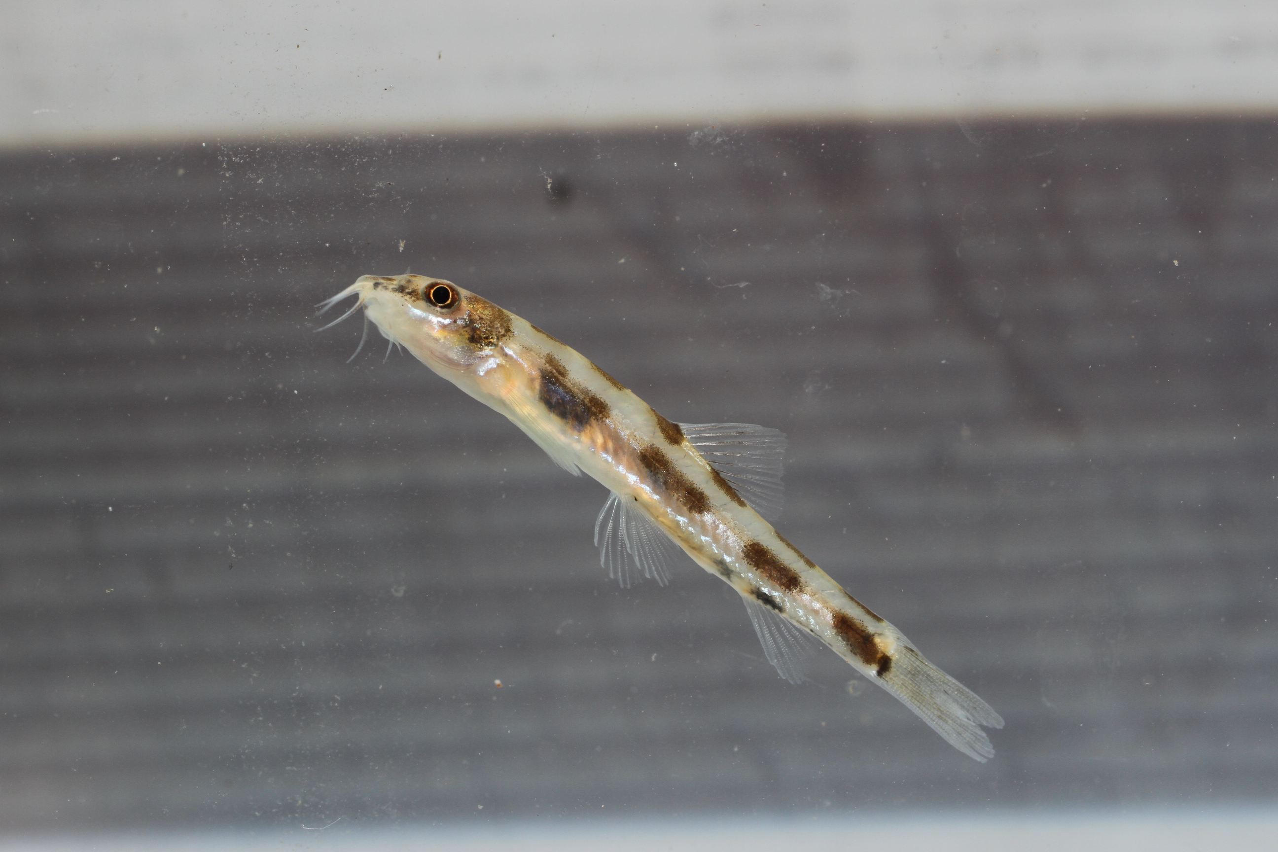Baenzigers bermpje (Tuberoschistura baenzigeri) — Nemacheilidae — 3