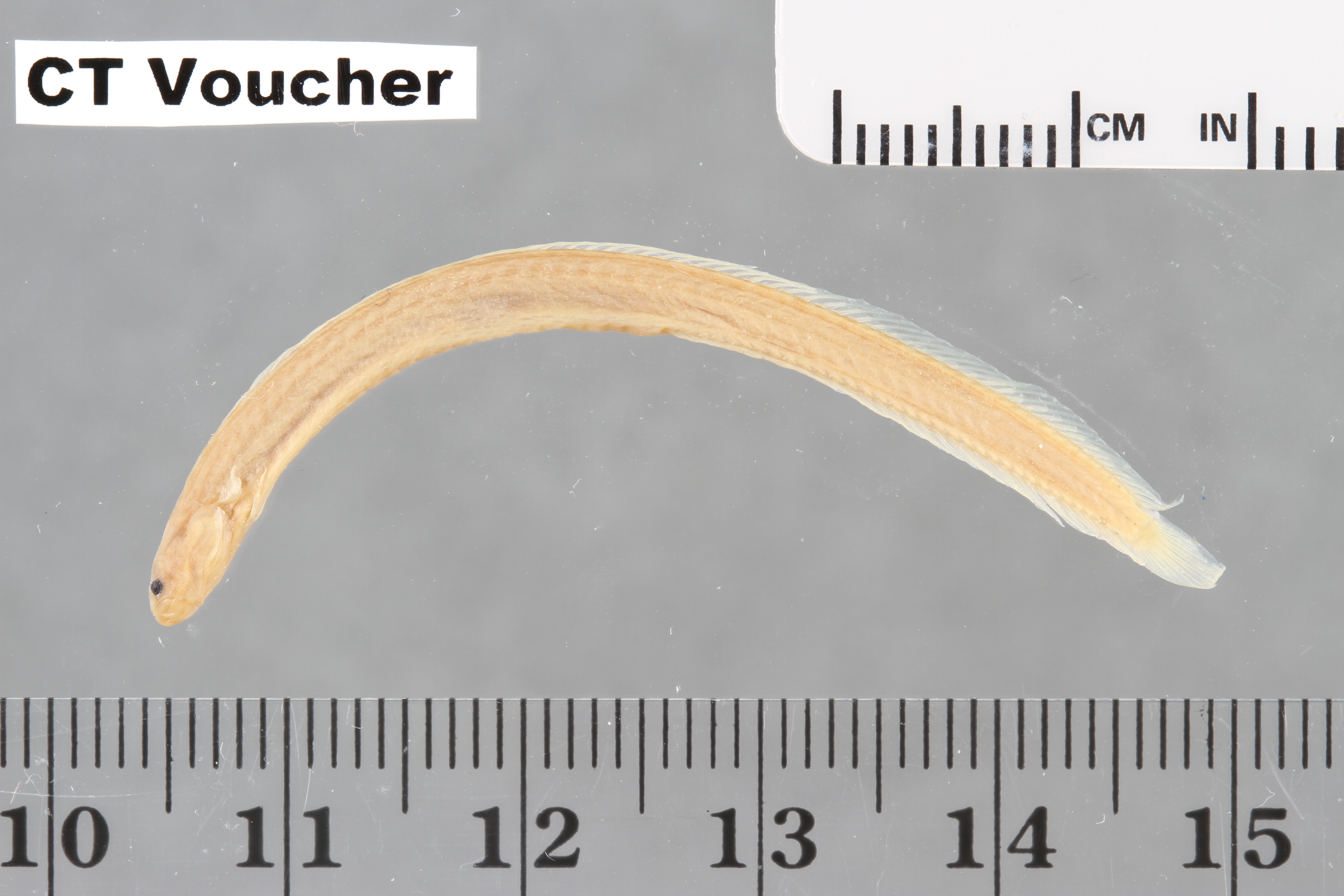Microdesmus dipus