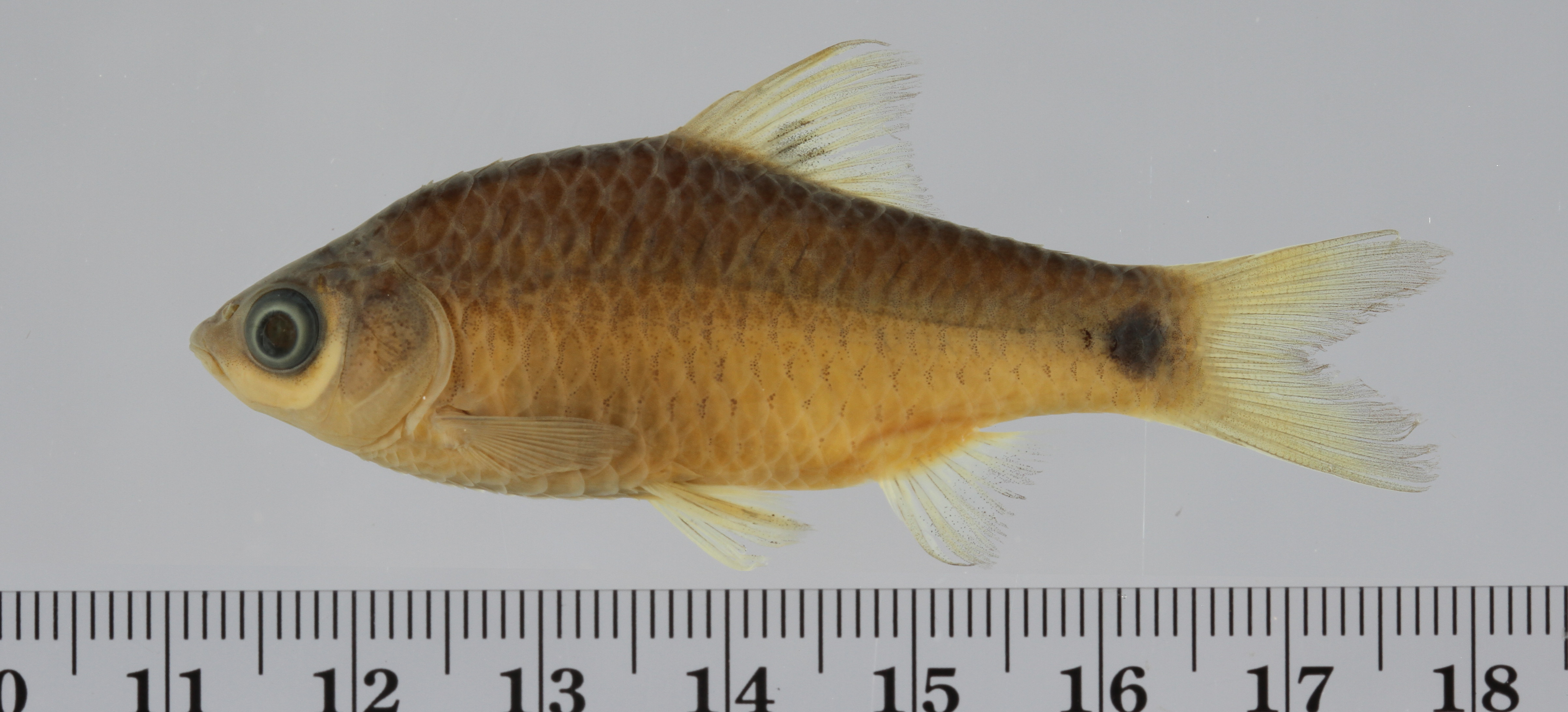 Pool barb (Puntius sophore) — Cyprinidae — 2