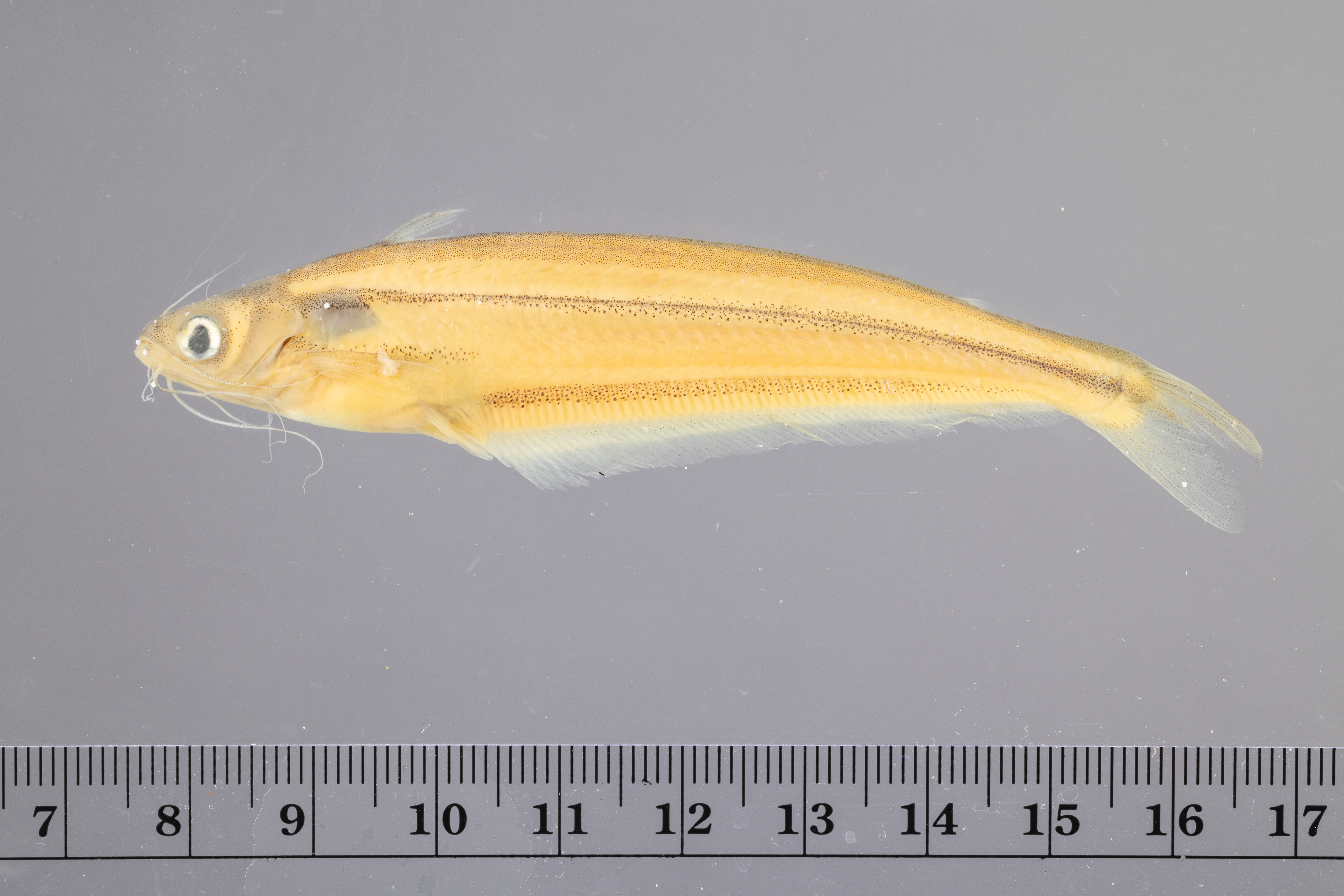 Longfilament catfish (Pareutropius longifilis) — Schilbeidae — 2