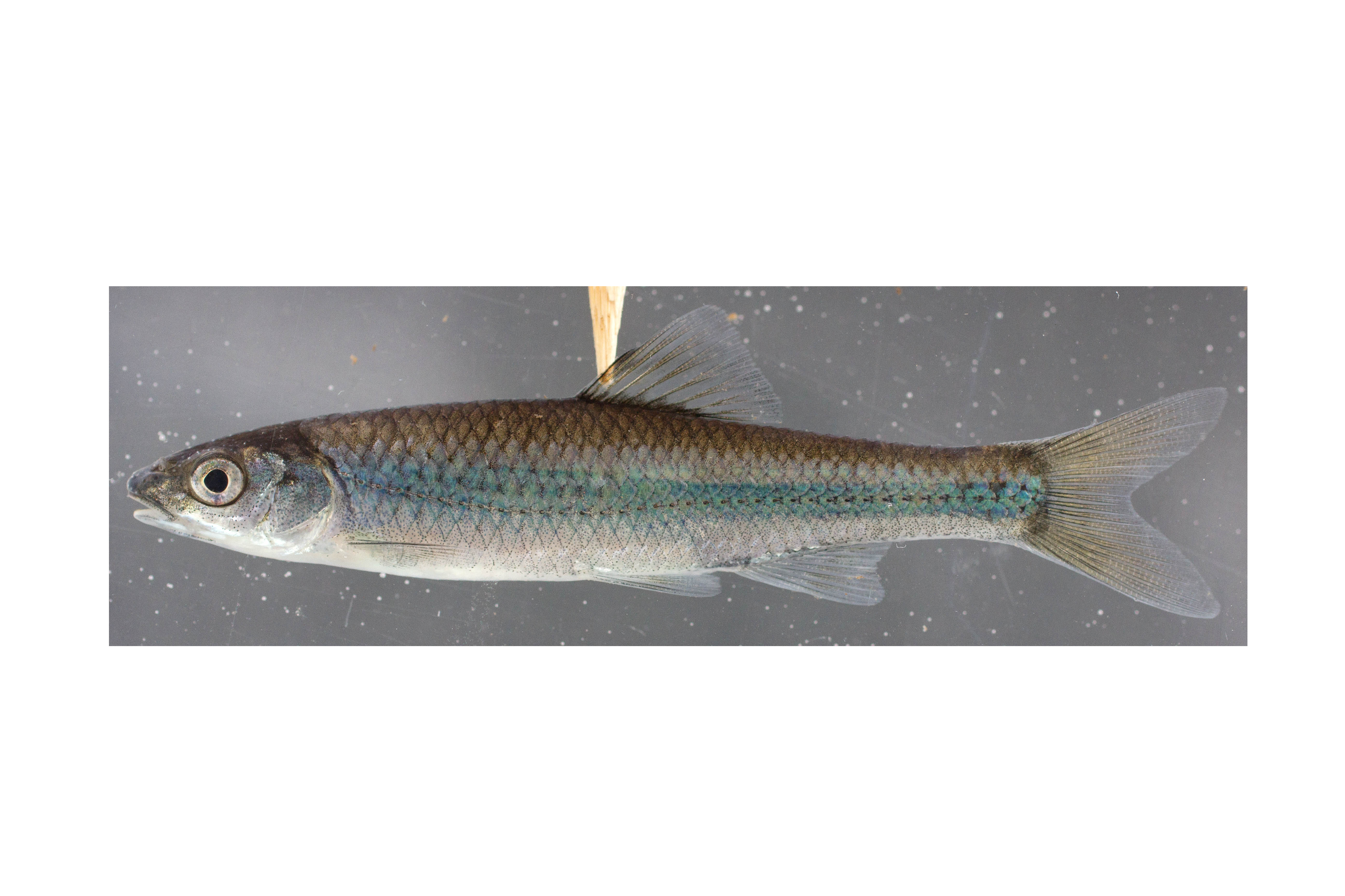Cyprinella leedsi thumbnail