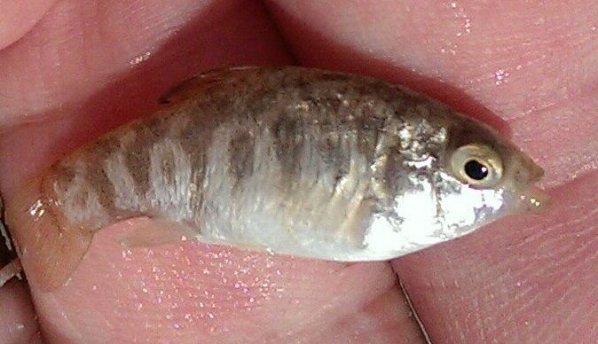 Cyprinodon variegatus thumbnail