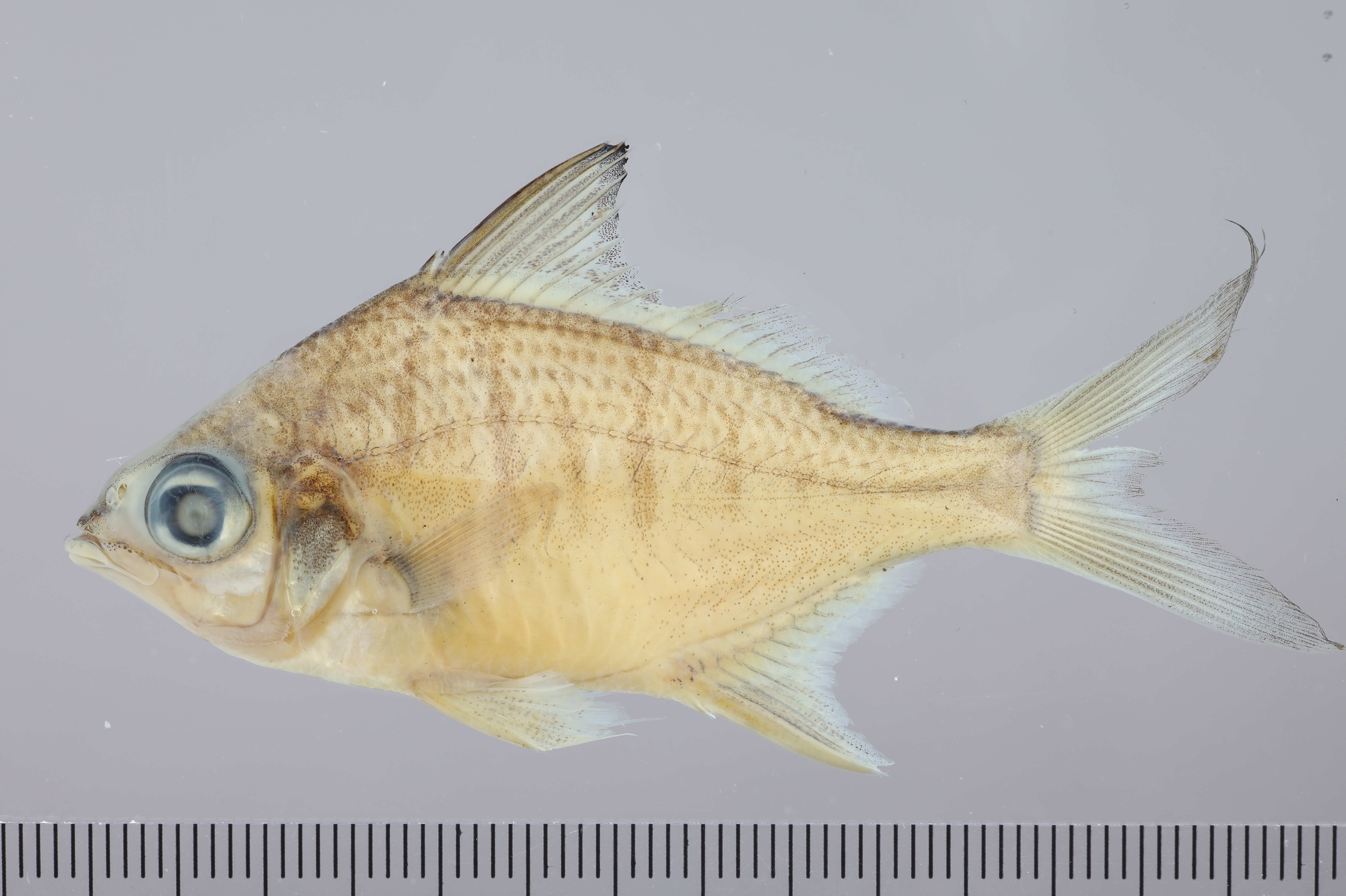Diapterus auratus thumbnail