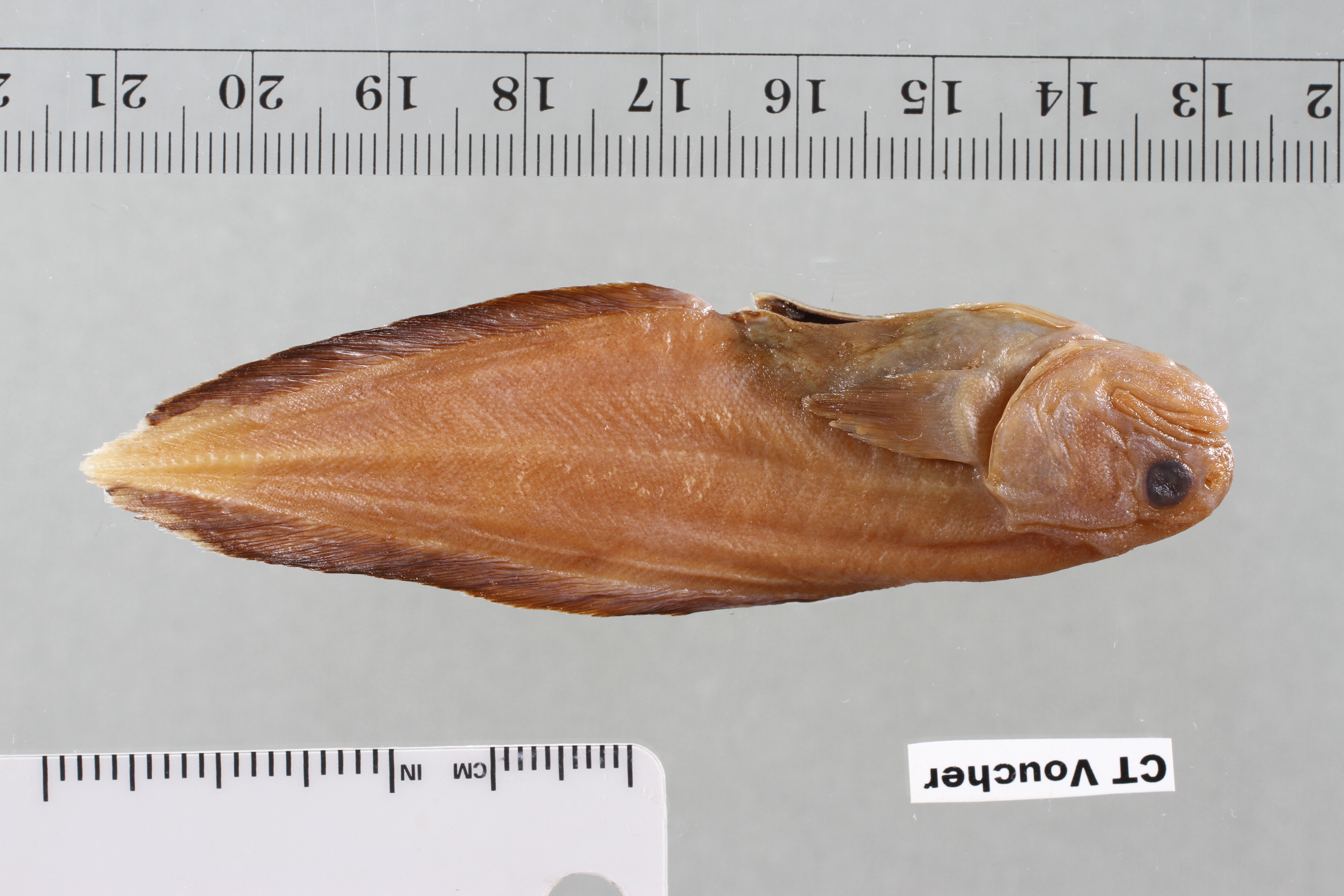 Stygnobrotula latebricola thumbnail