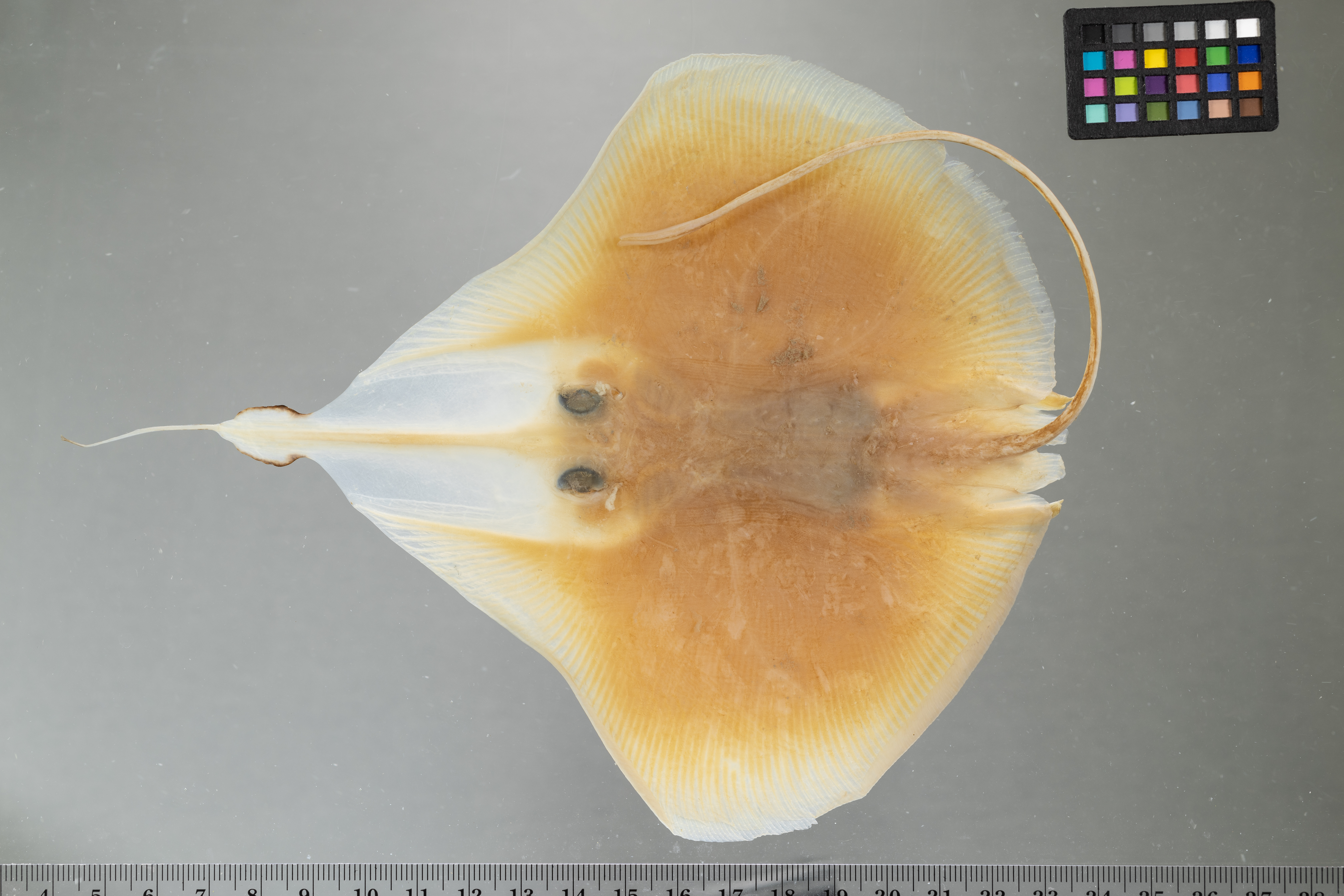 Leafnose legskate (Anacanthobatis folirostris) — Anacanthobatidae