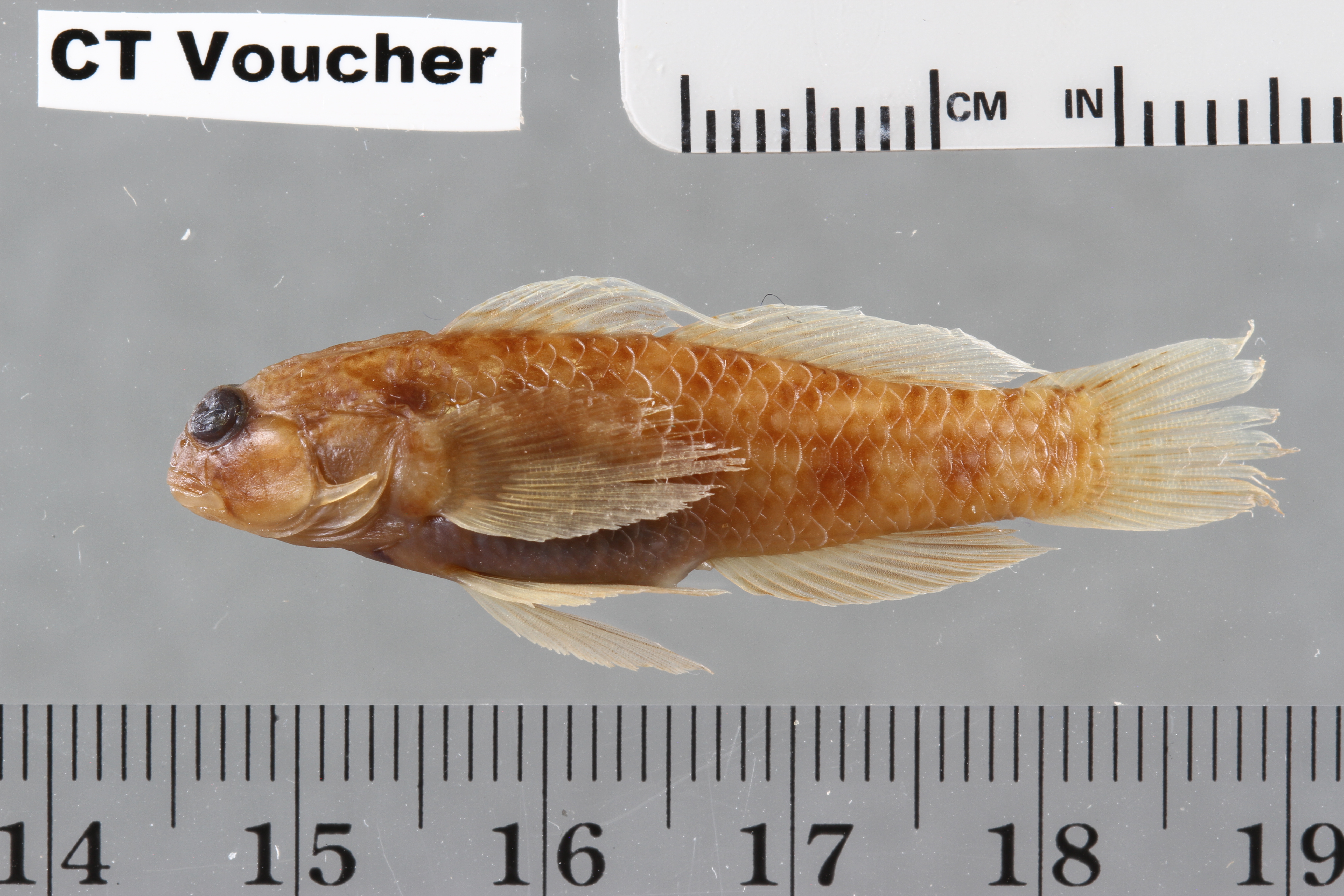 Swordfin goby (Gladiogobius ensifer) — Gobiidae — 2