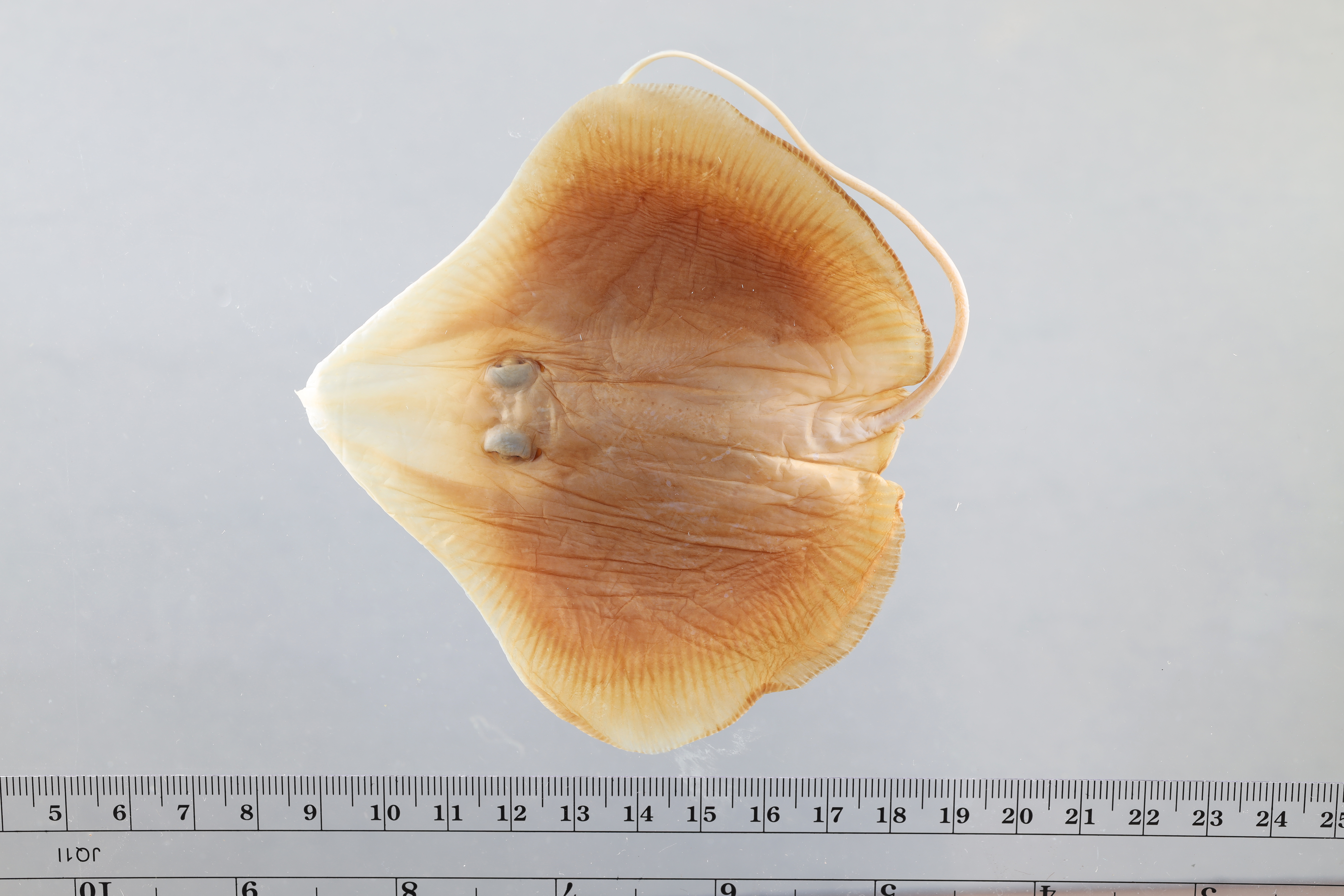 American legskate (Anacanthobatis americana) — Anacanthobatidae