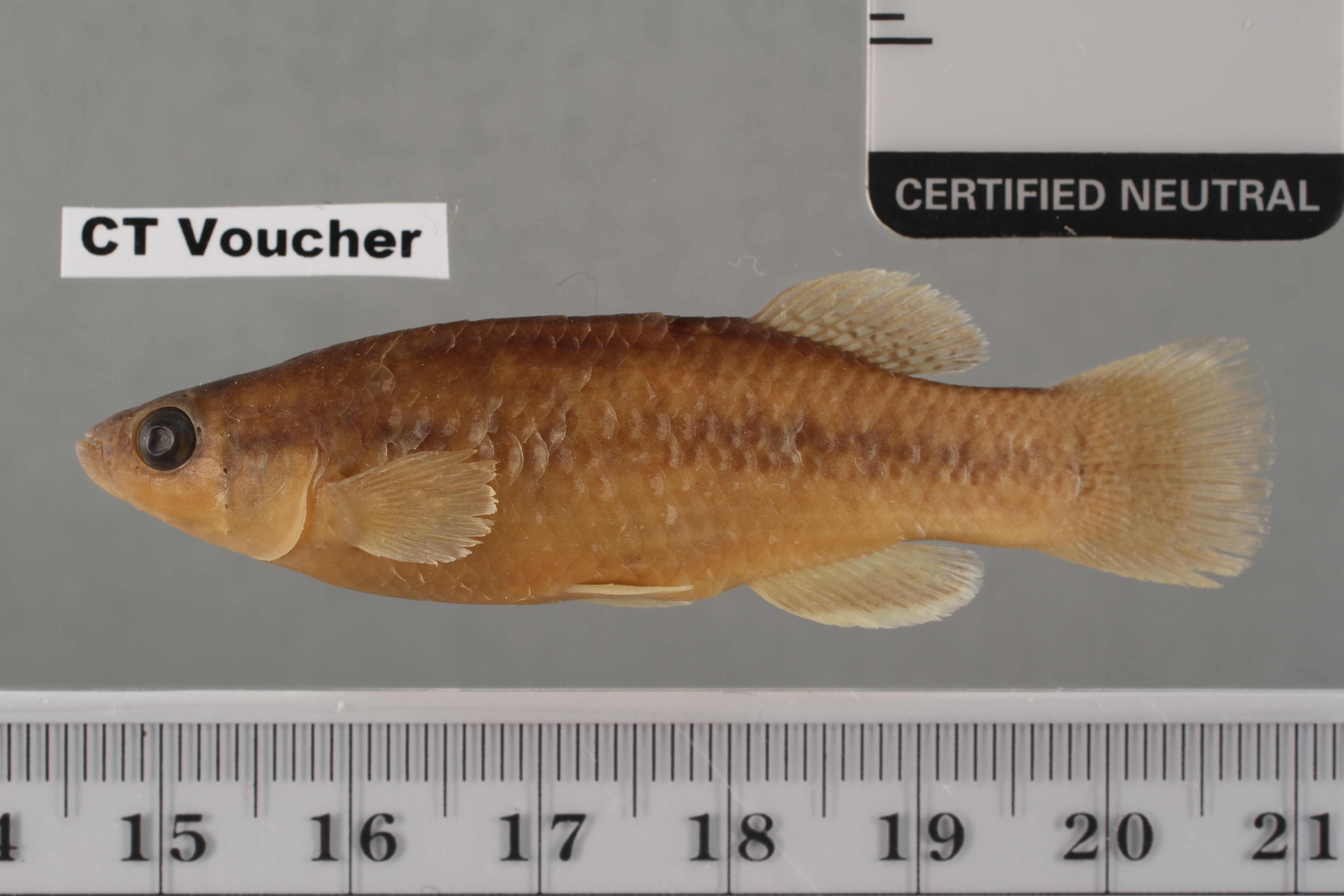 Profundulus punctatus