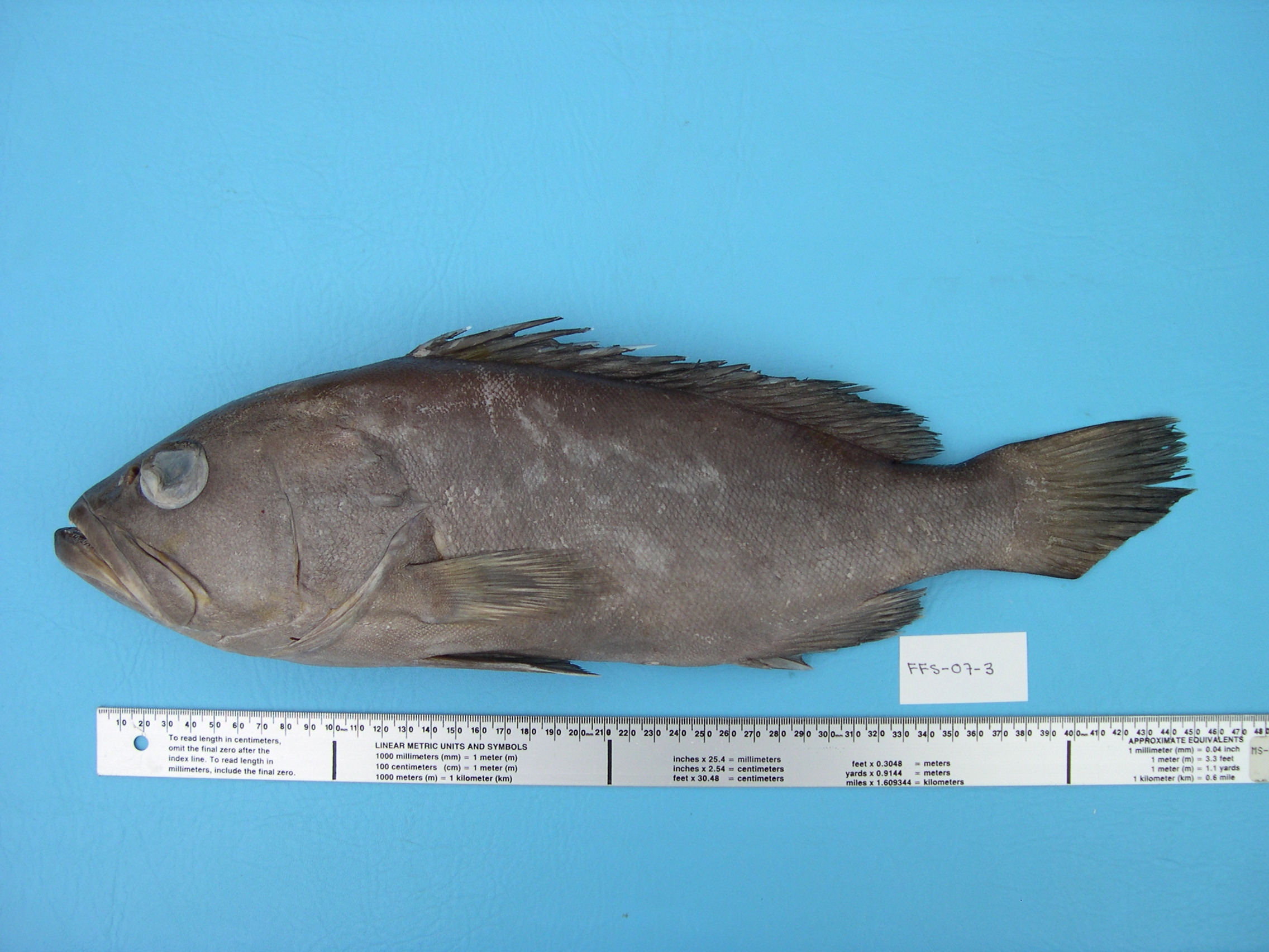 Grouper (Hyporthodus niveatus) — Serranidae — 3