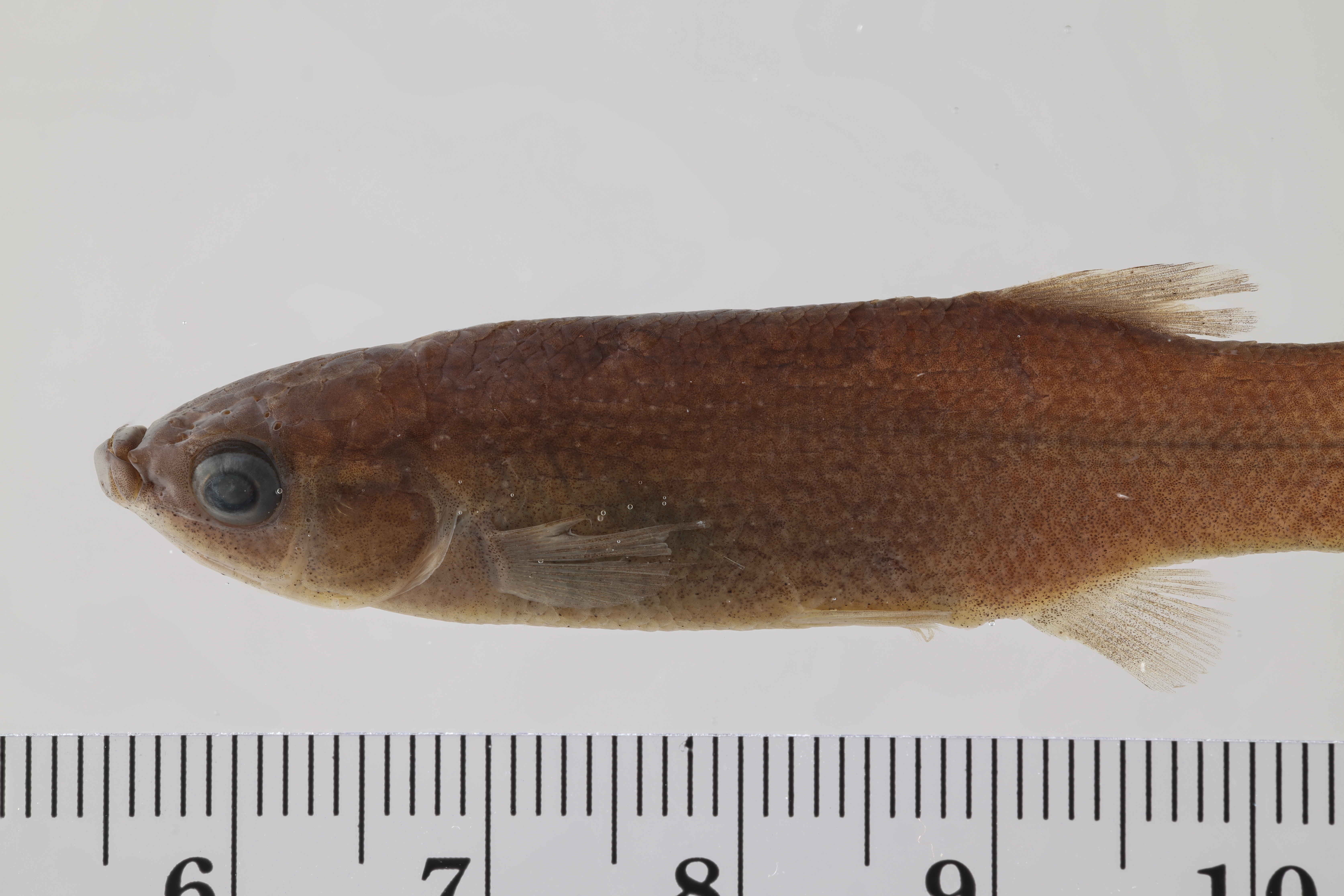 Goodea atripinnis