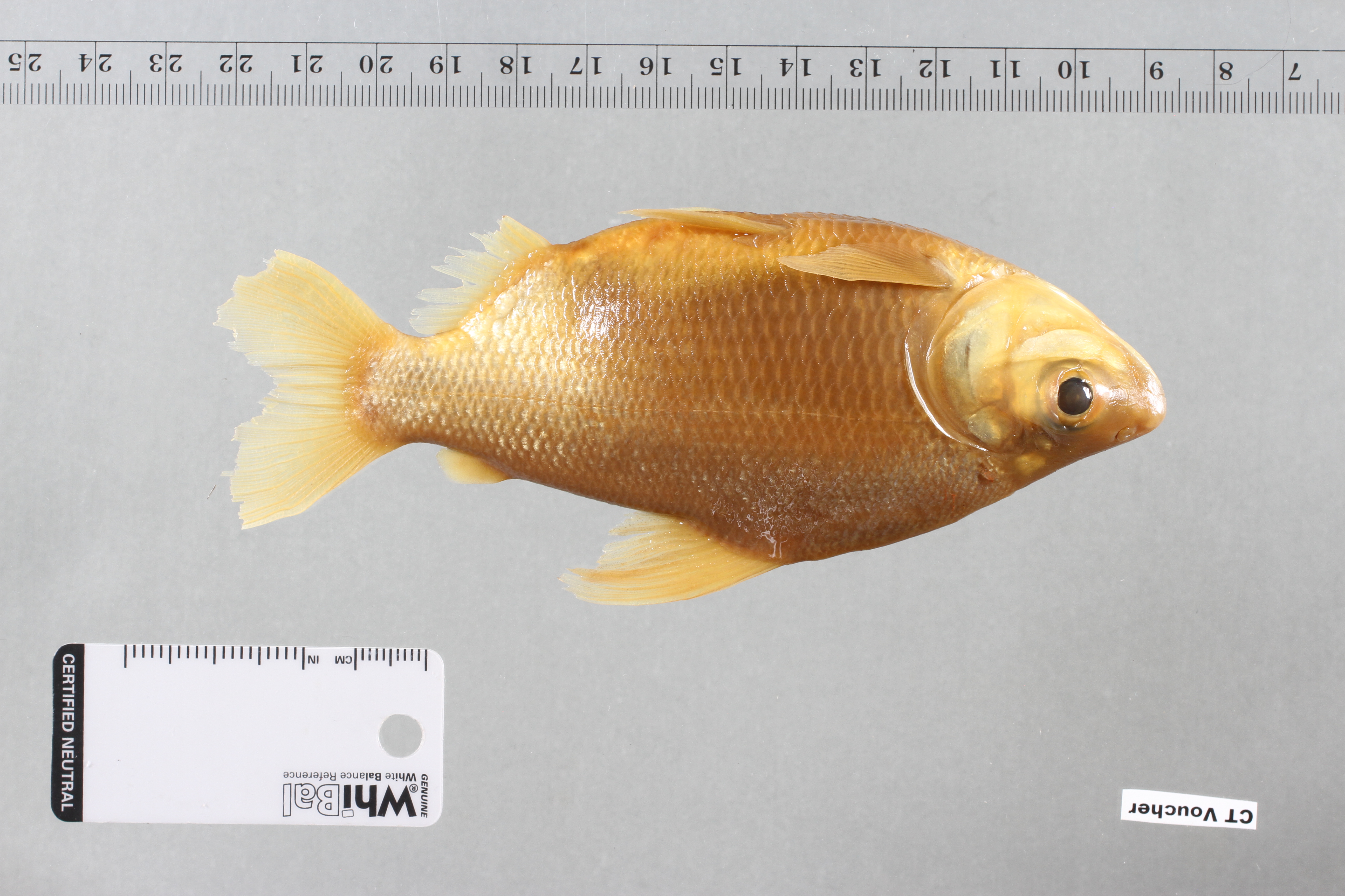 Curimata (Curimata cyprinoides) — Curimatidae — 3