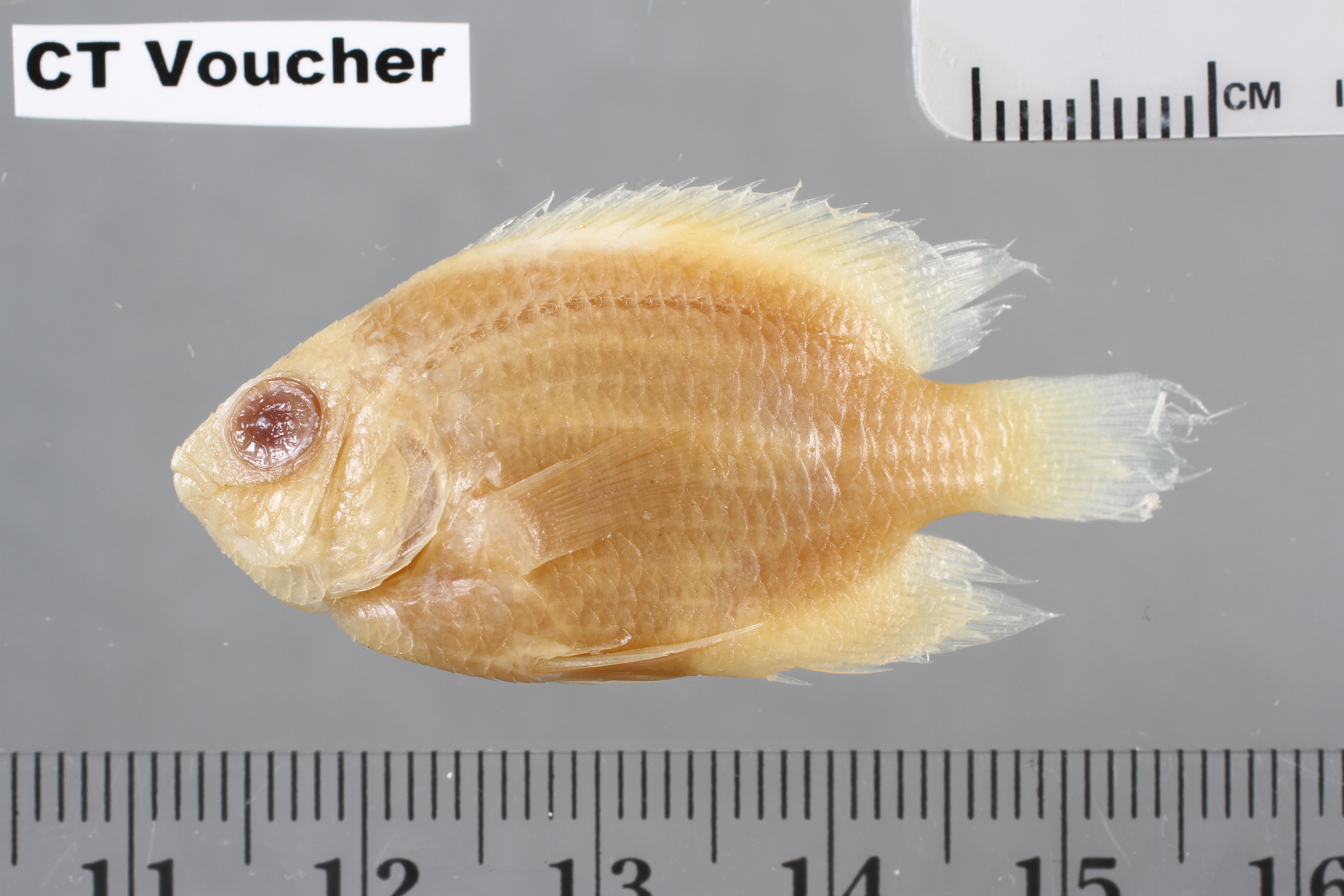 Cheiloprion labiatus thumbnail