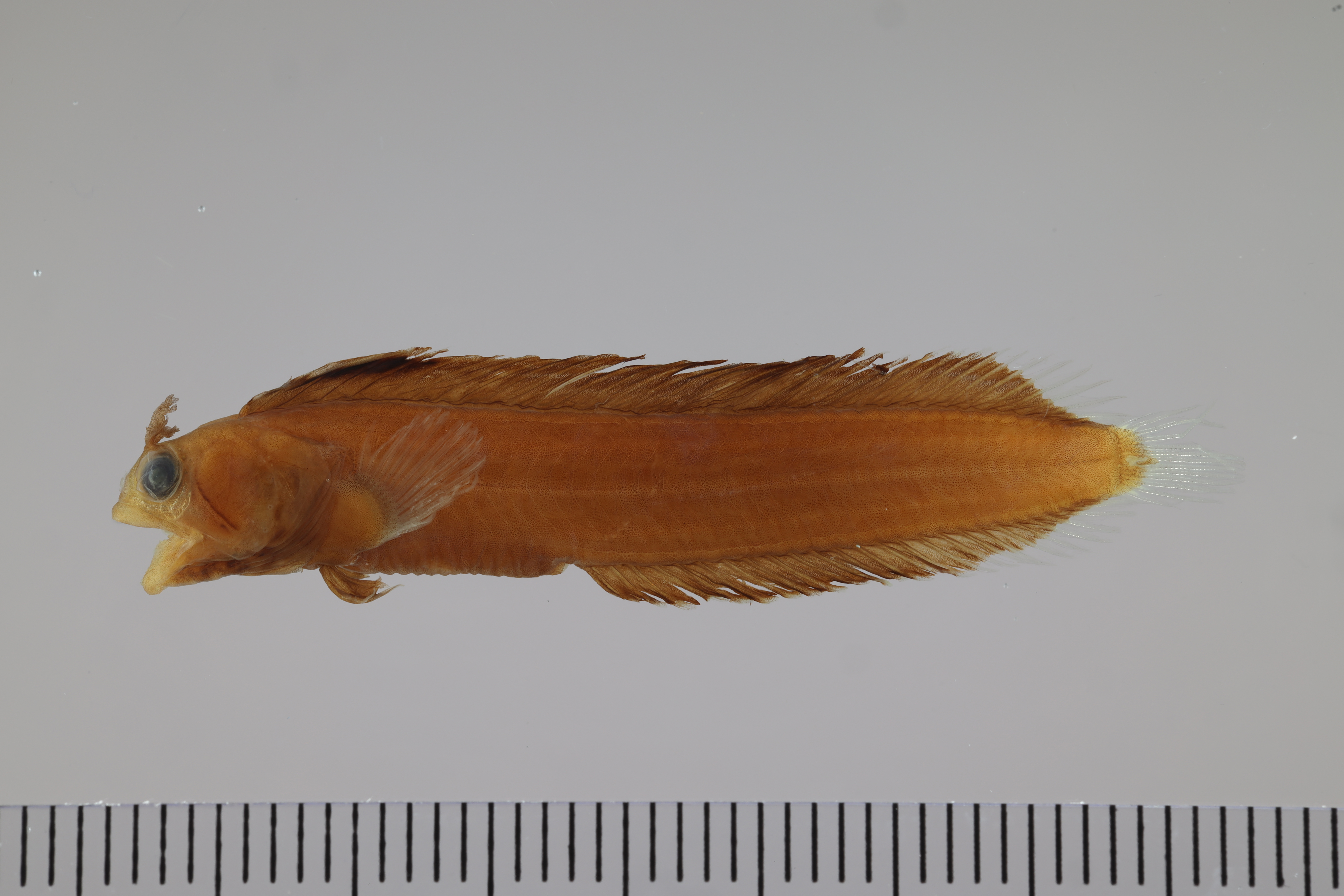 Moth blenny (Ekemblemaria nigra) — Chaenopsidae
