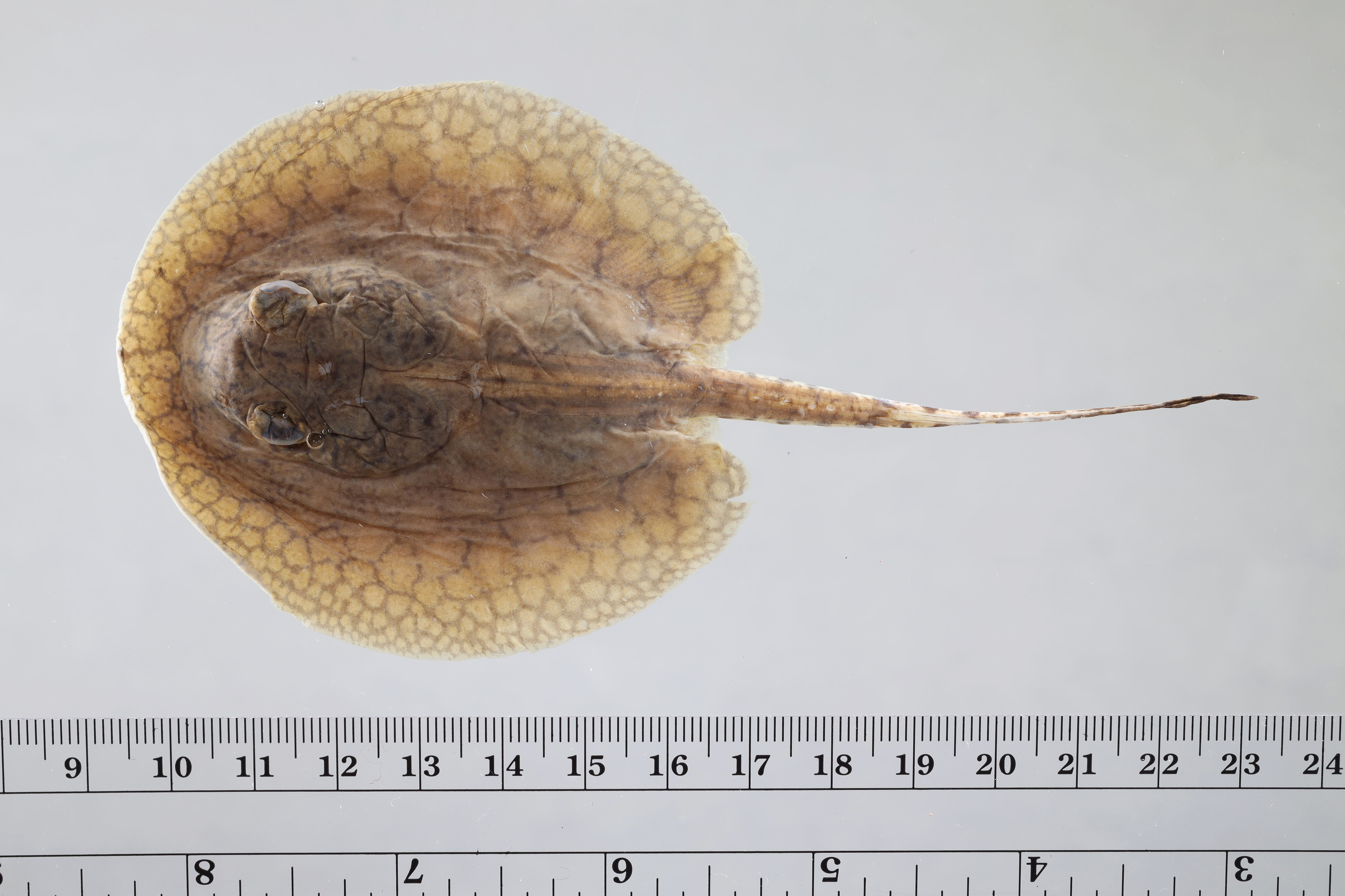 Smooth back river stingray (Potamotrygon orbignyi) — Potamotrygonidae — 2