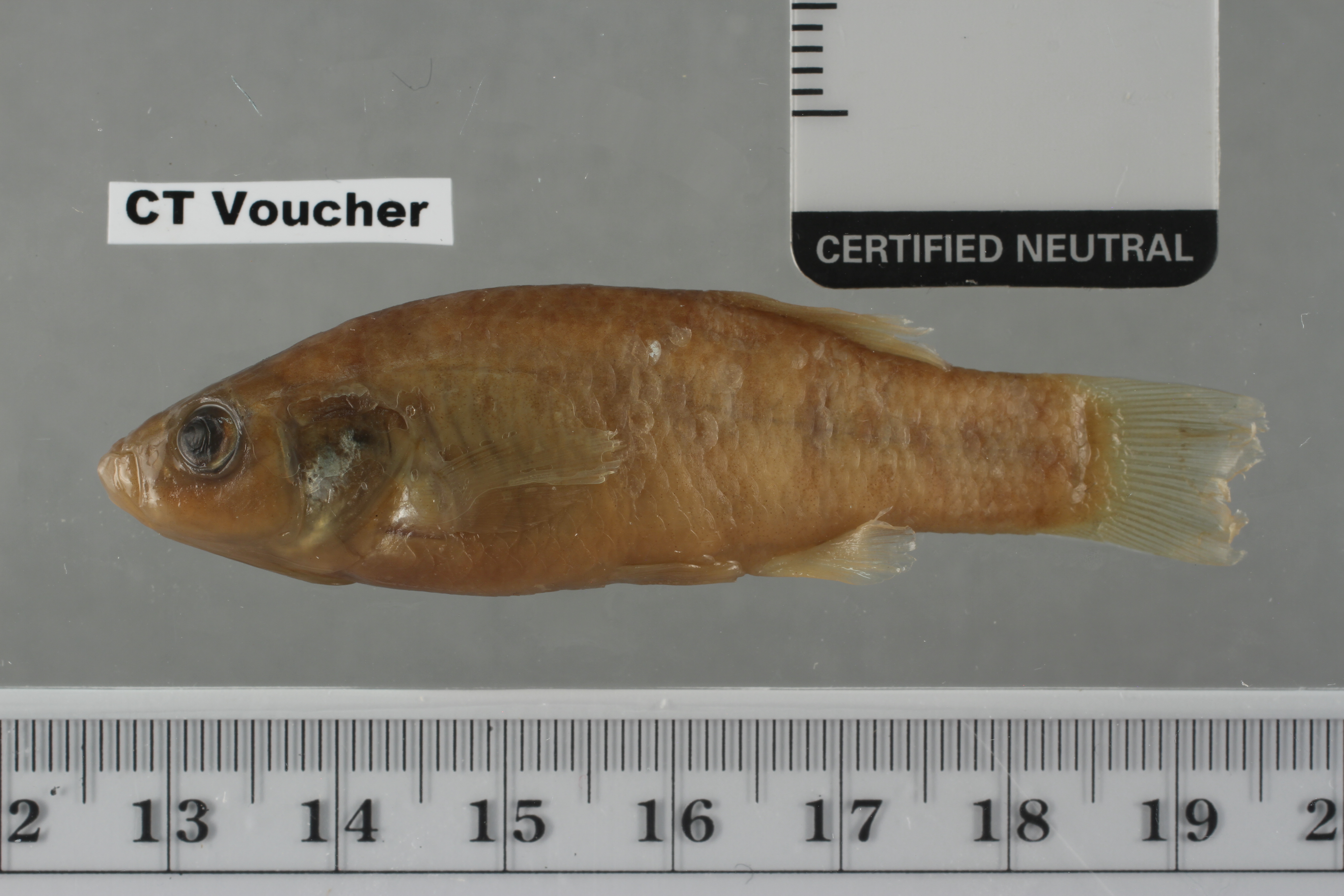 Xenotoca variata