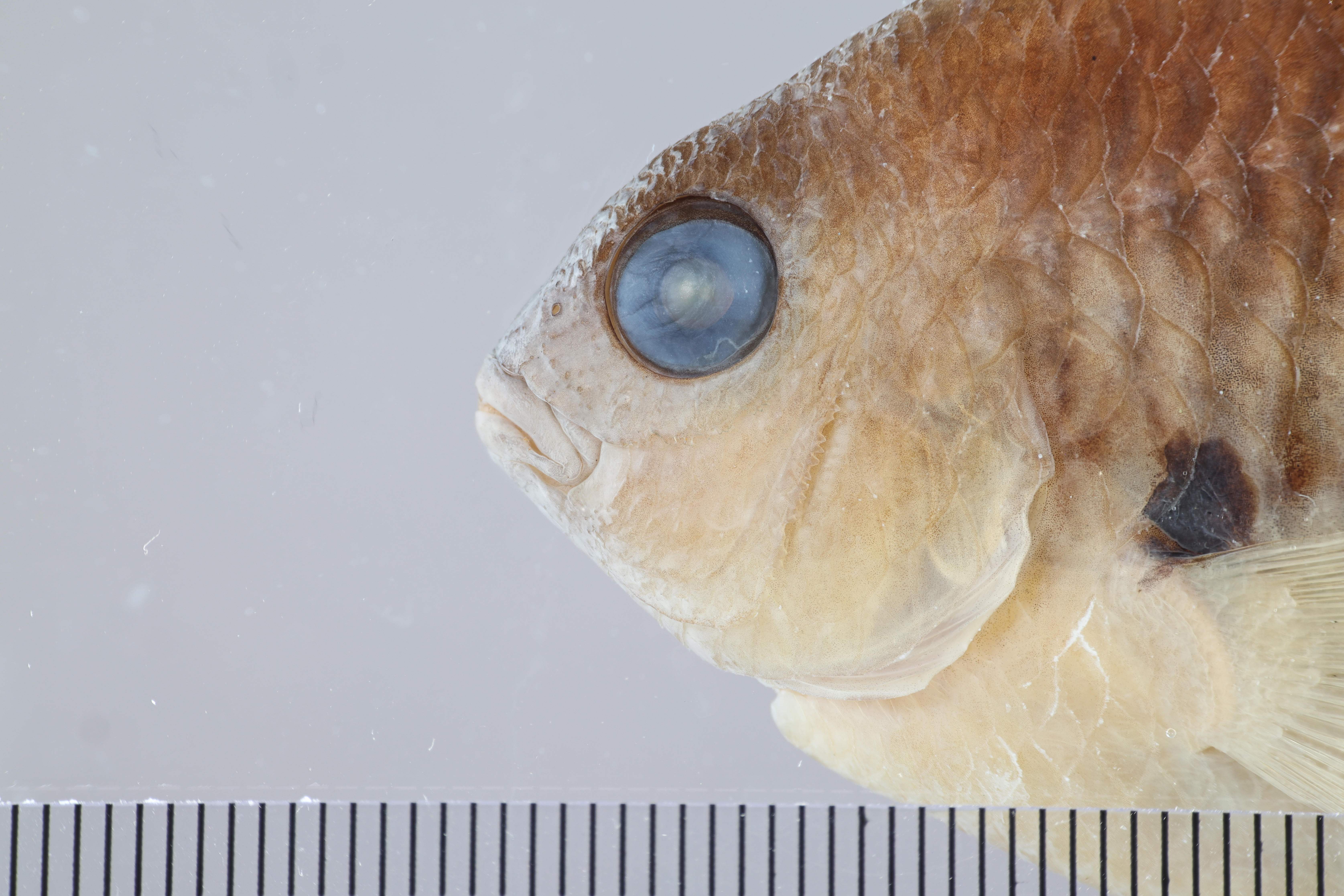 Rocas damselfish (Stegastes rocasensis) — Pomacentridae — 2