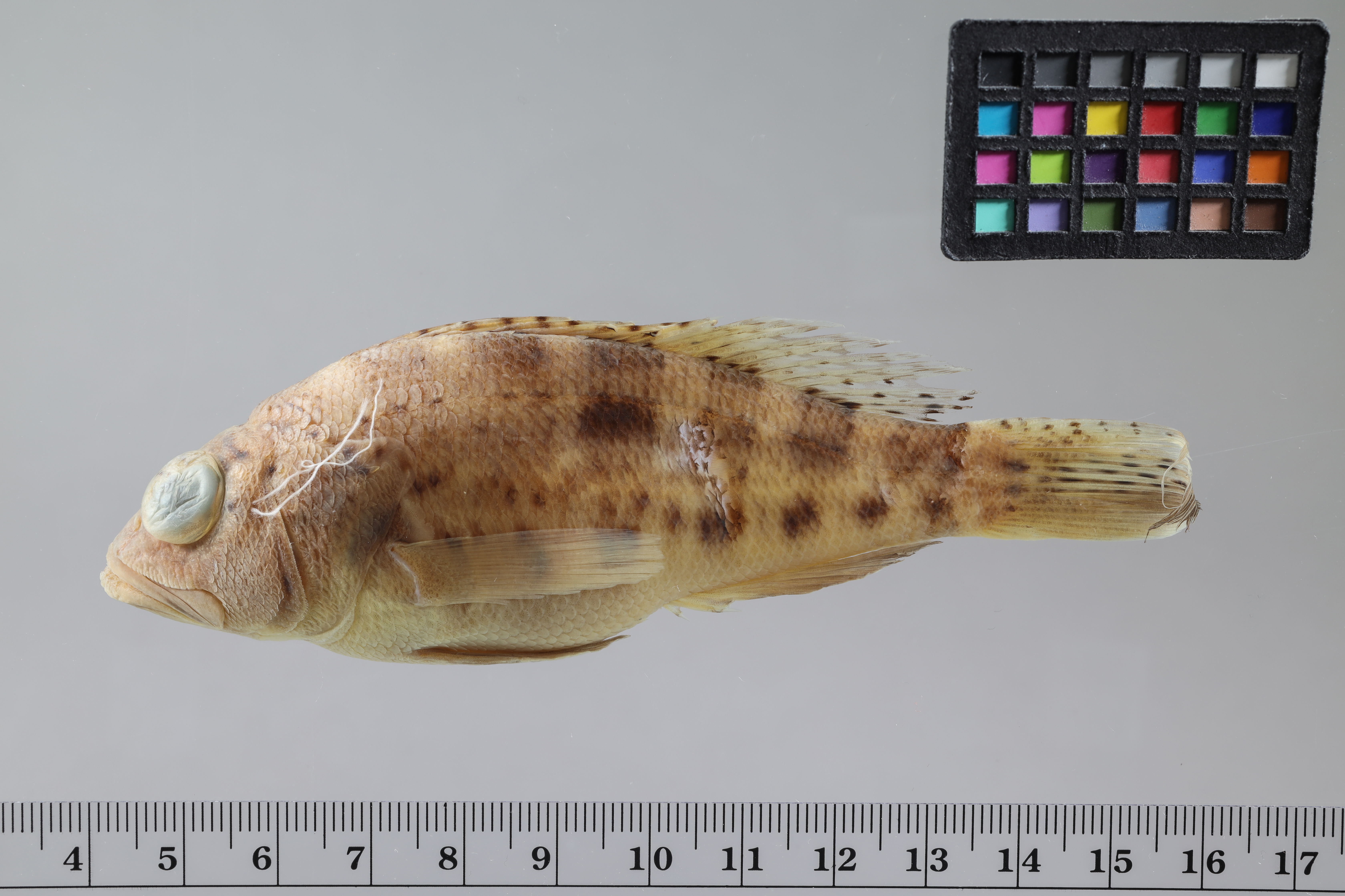 Bank sea bass (Centropristis ocyurus) — Serranidae — 2