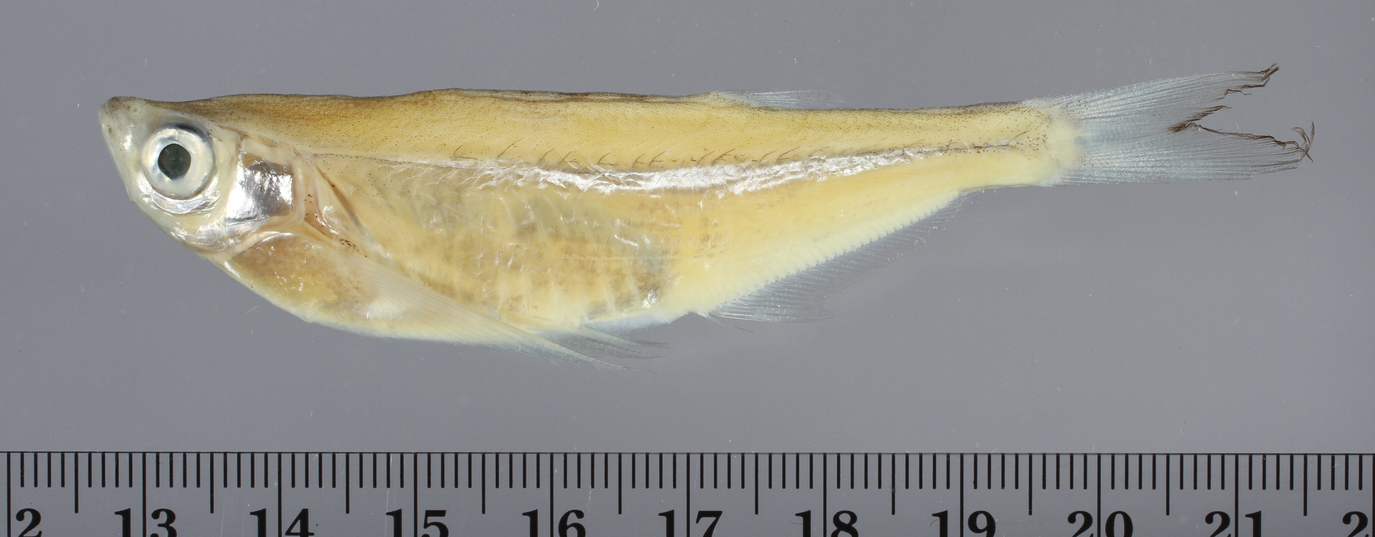 Parachela oxygastroides thumbnail
