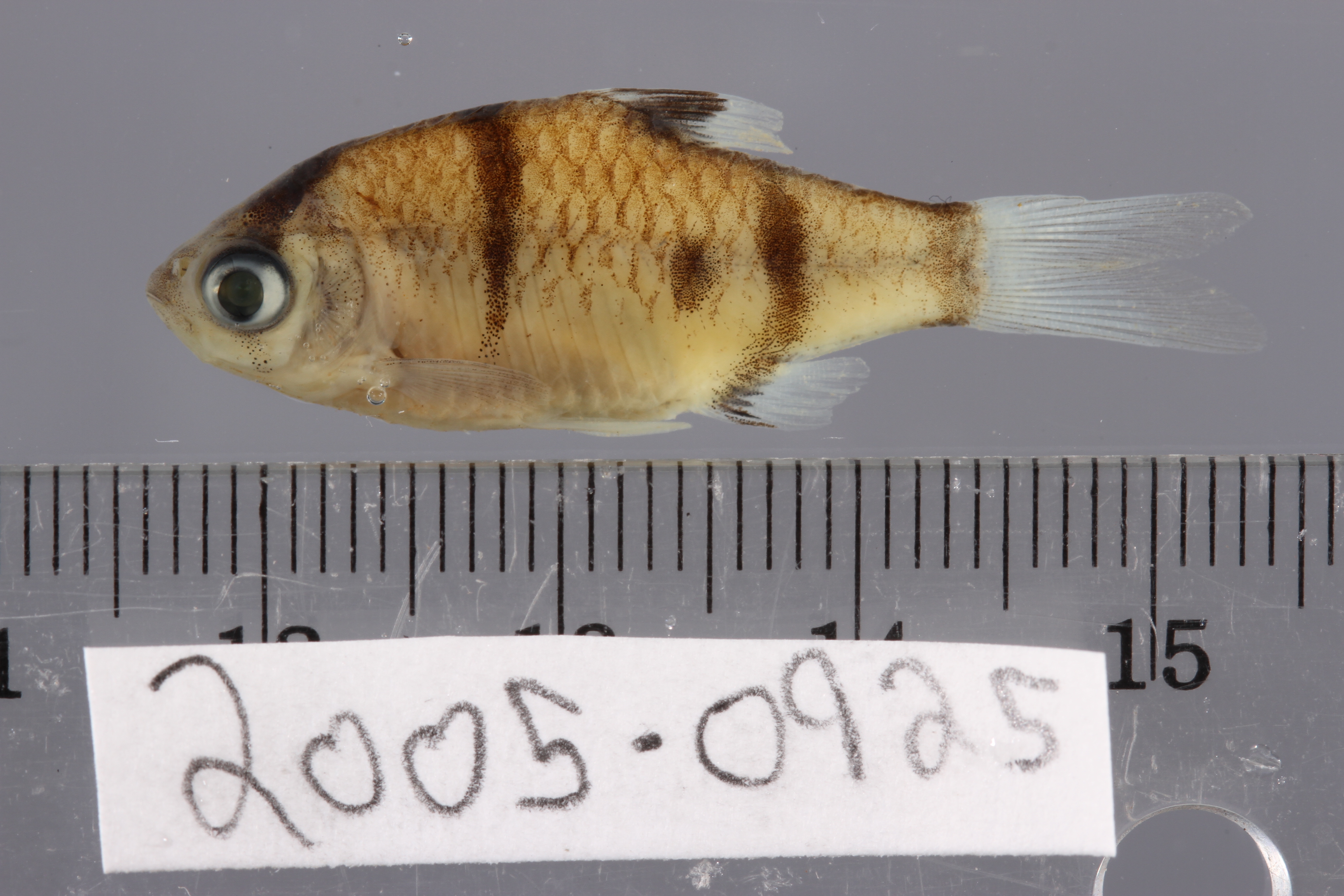 Tiger barb (Puntigrus tetrazona) — Cyprinidae — 3
