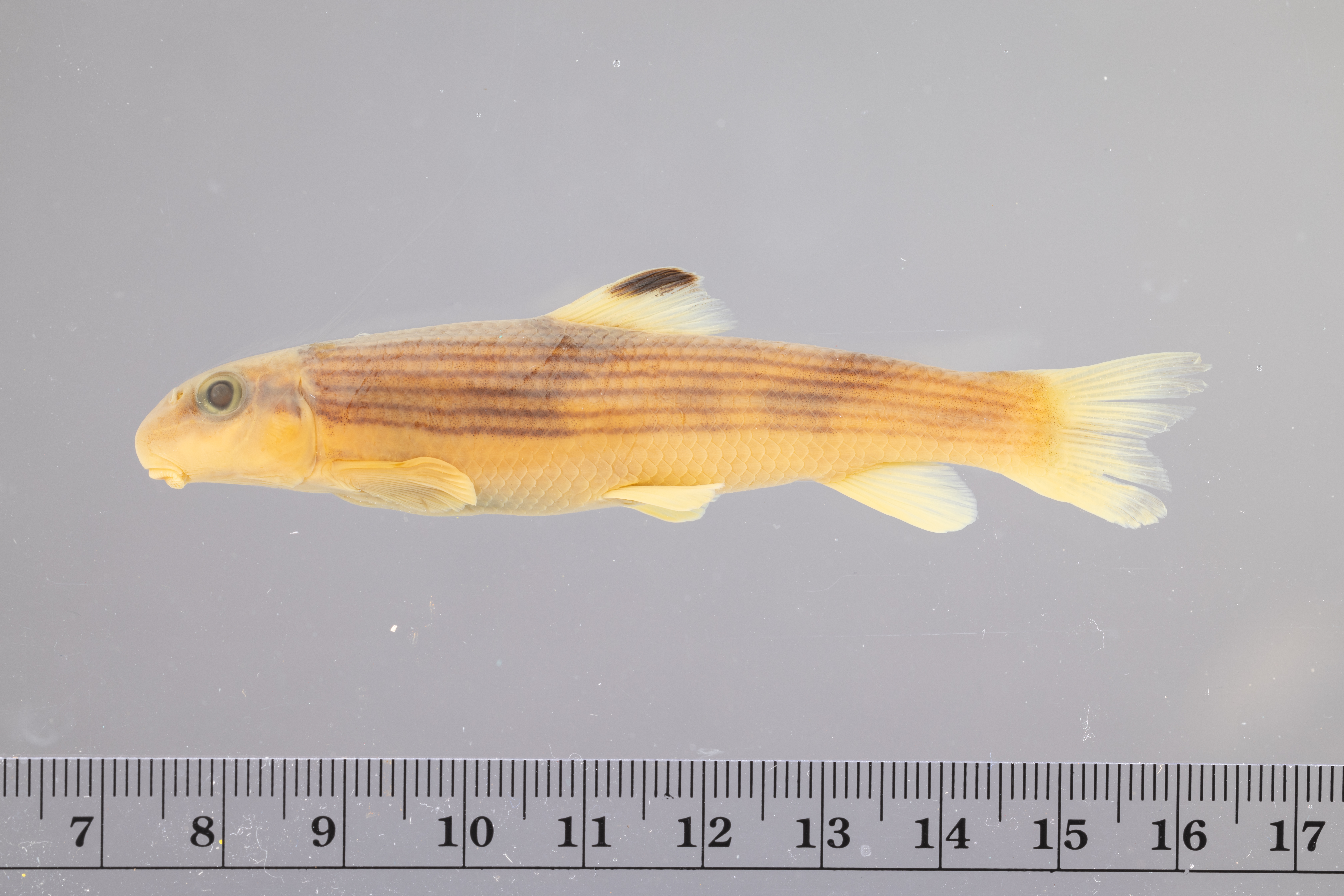 Thoburnia atripinnis thumbnail