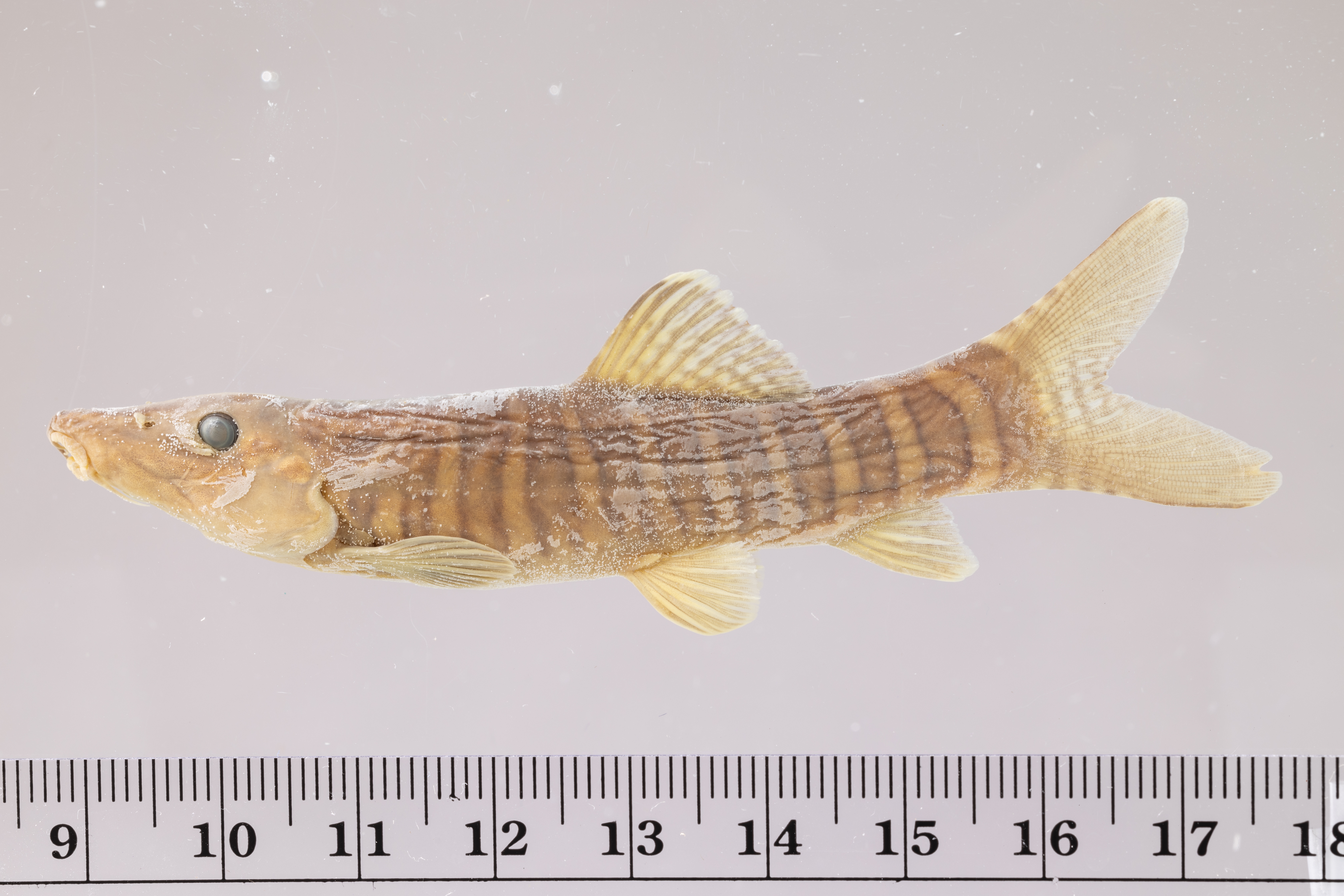 Syncrossus