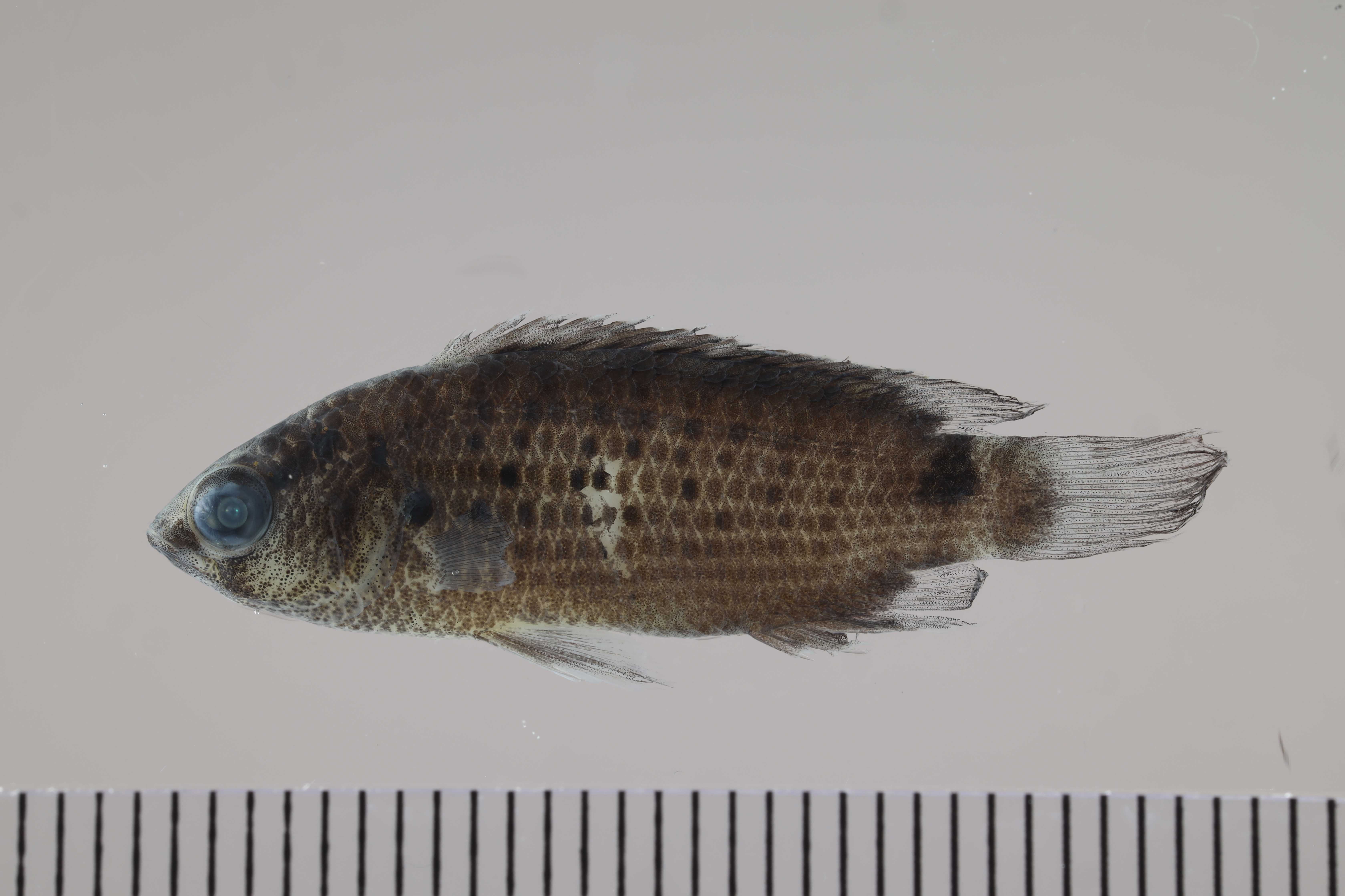 Khwae chameleonfish (Badis khwae) — Badidae — 2