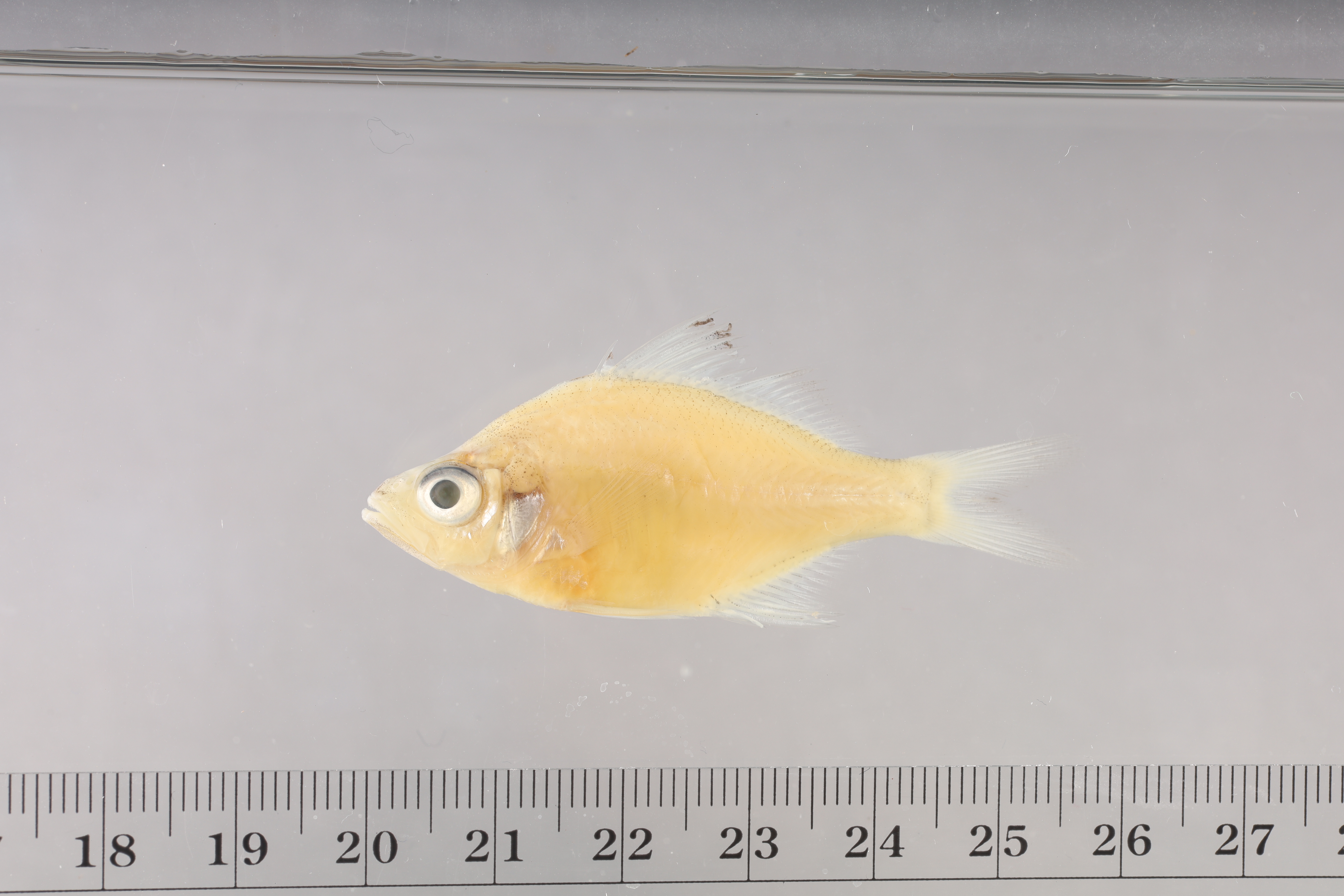 Parambassis apogonoides thumbnail