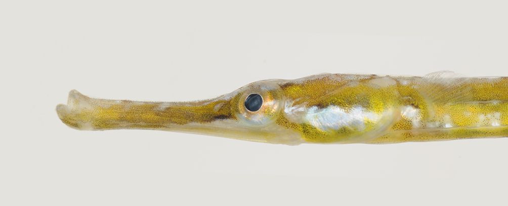Caribbean Pipefish (Syngnathus caribbaeus) — Syngnathidae — 2