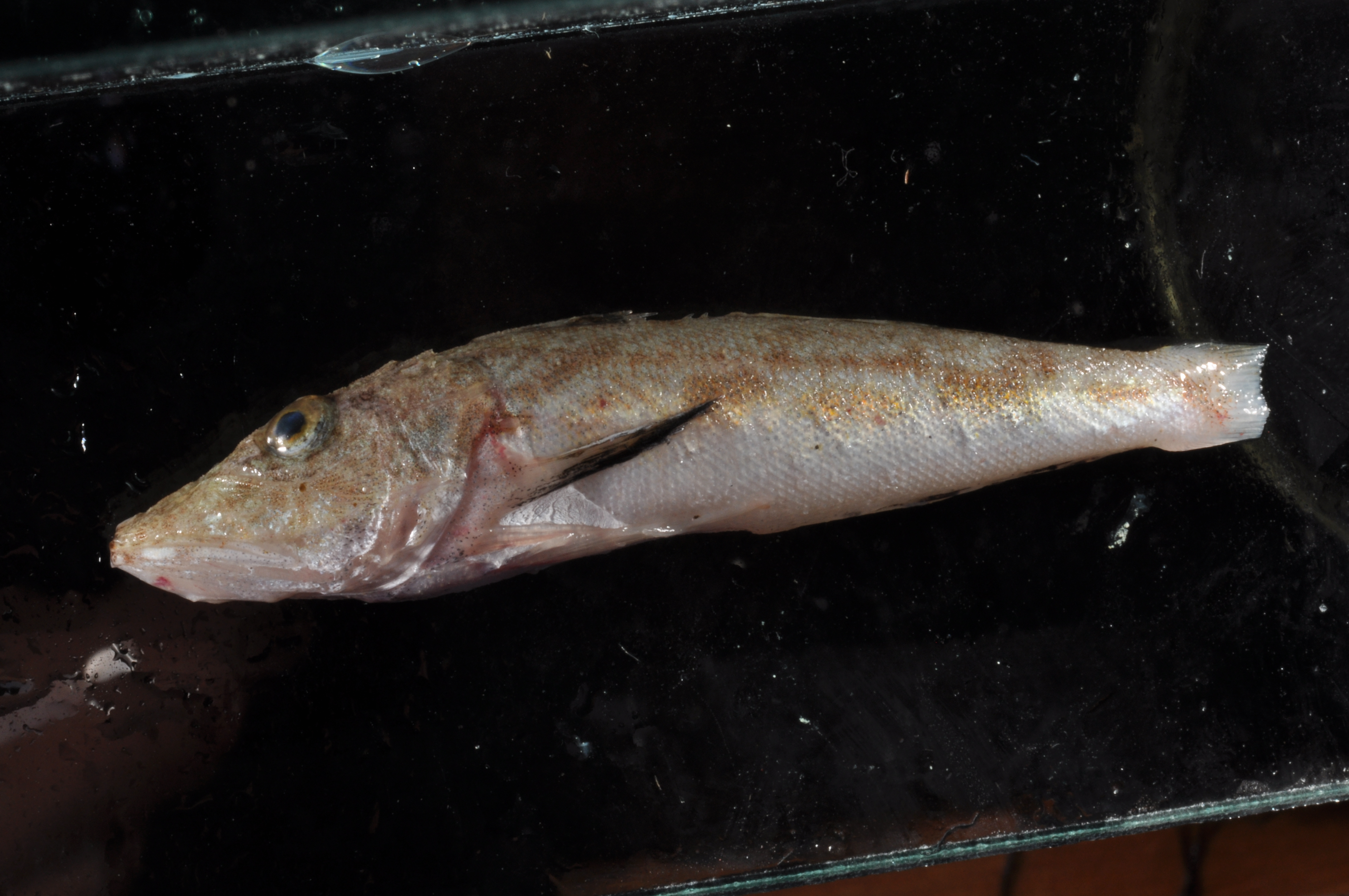 Shortwing searobin (Prionotus stearnsi) — Triglidae — 3