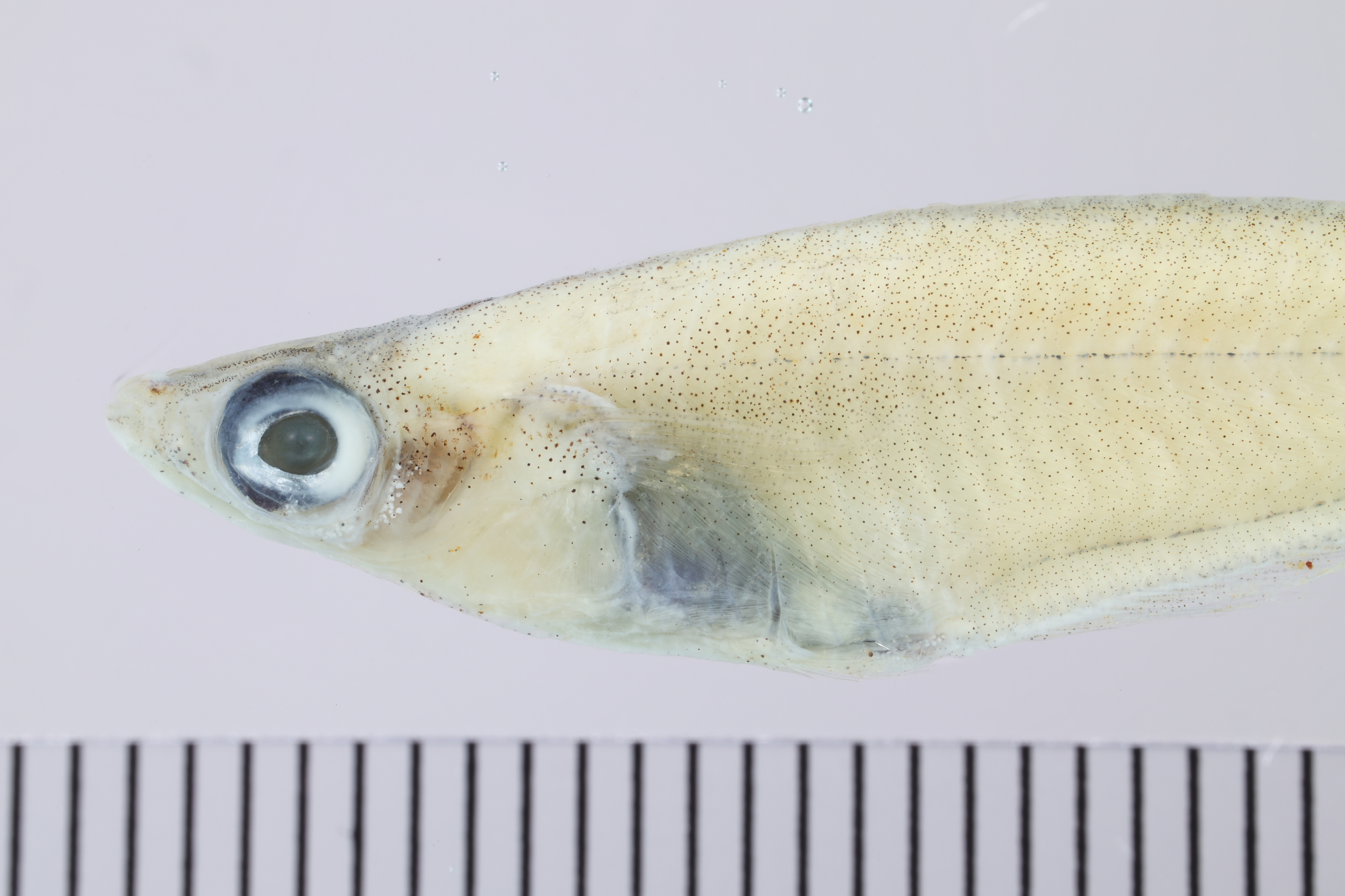 Oryzias javanicus