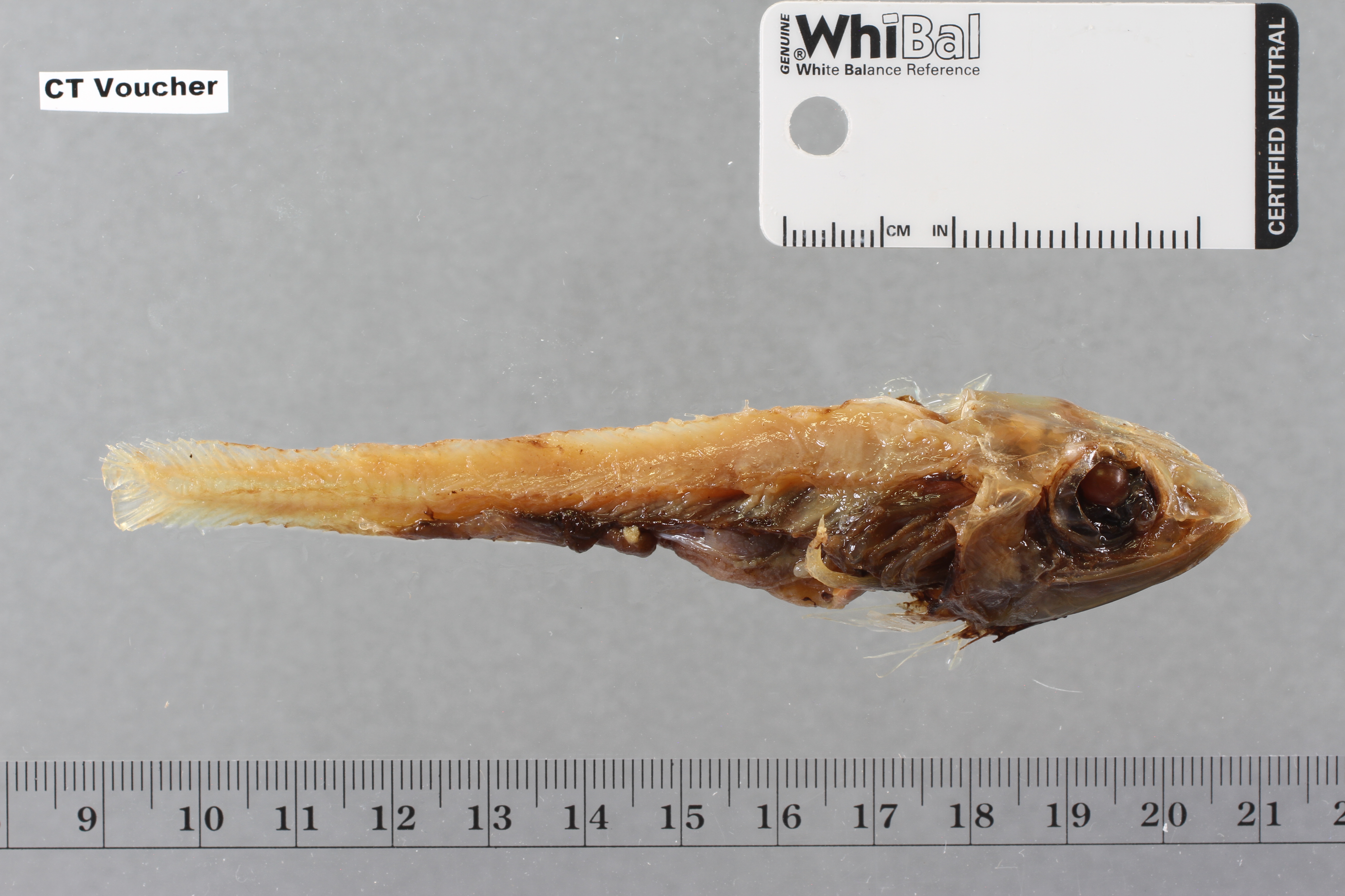 Mentodus rostratus
