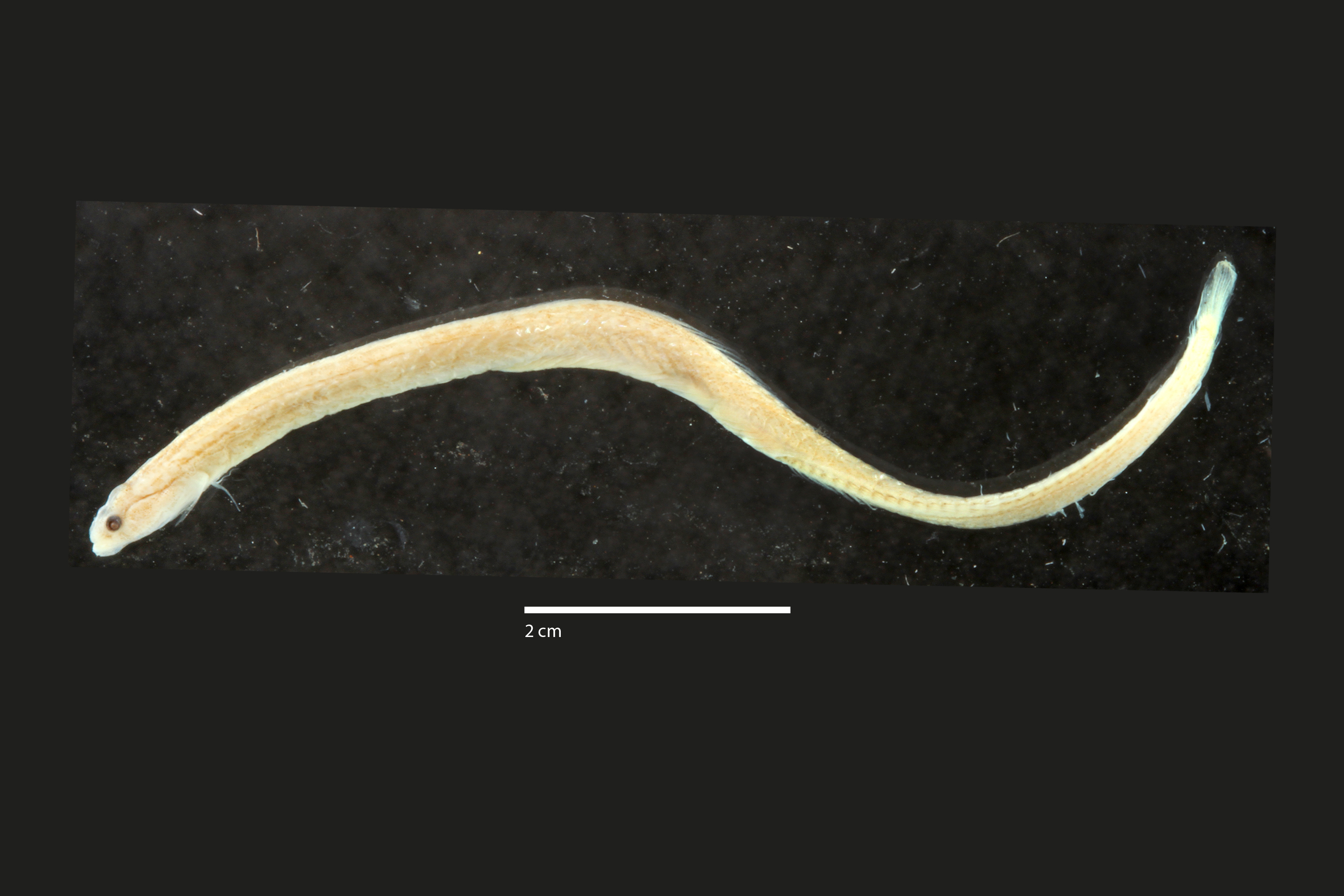 Stippled wormfish (Microdesmus carri) — Microdesmidae