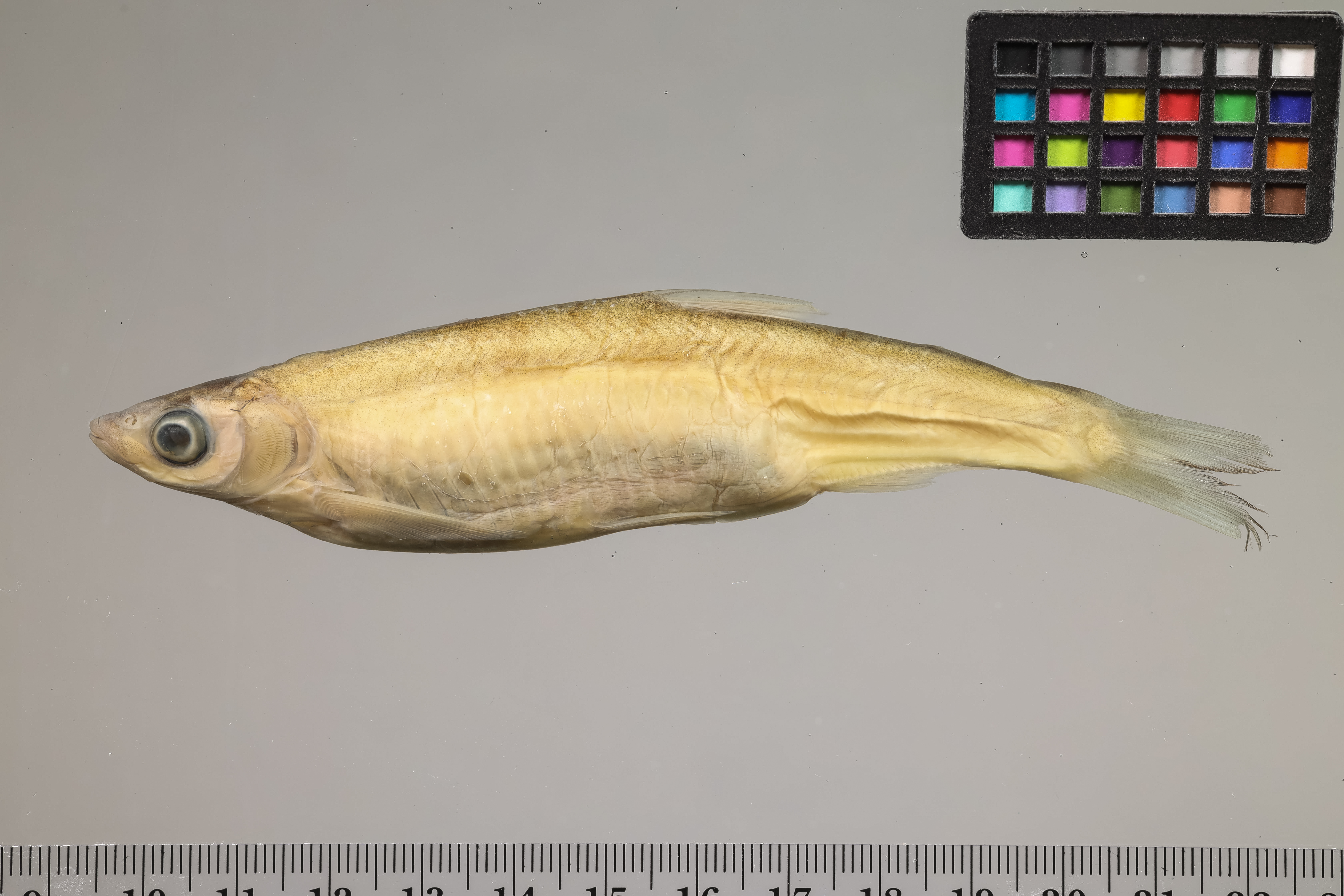 Hemiculter elongatus thumbnail