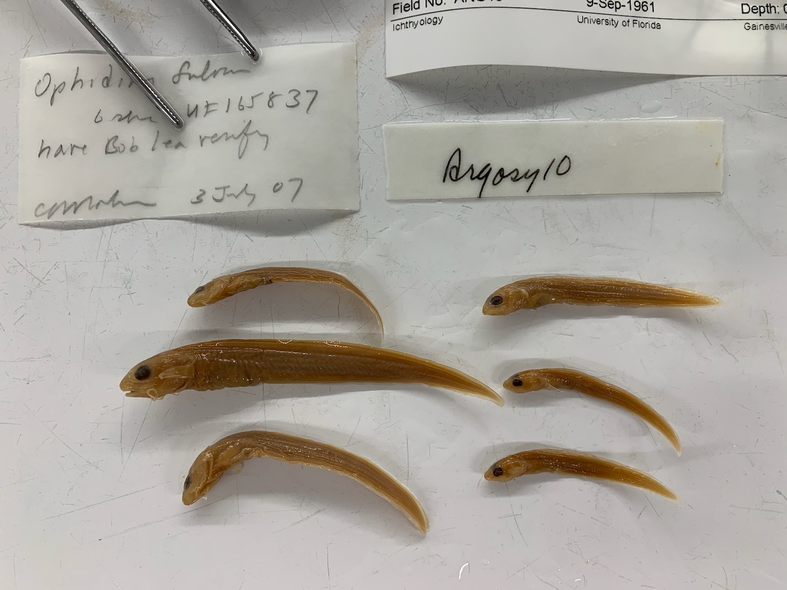 Earspot cusk eel (Ophidion fulvum) — Ophidiidae