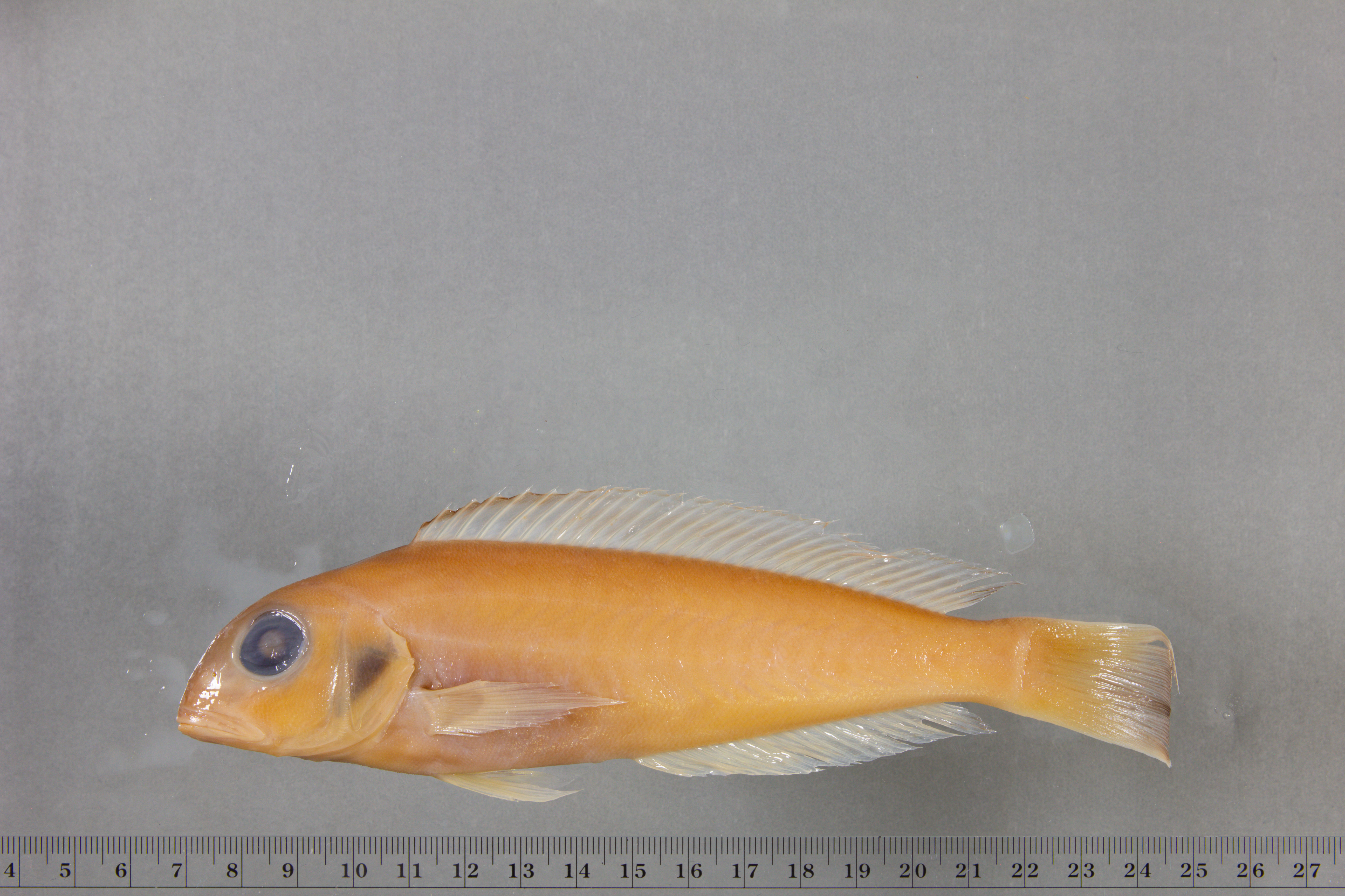 Atlantic goldeneye tilefish (Caulolatilus chrysops) — Malacanthidae — 3