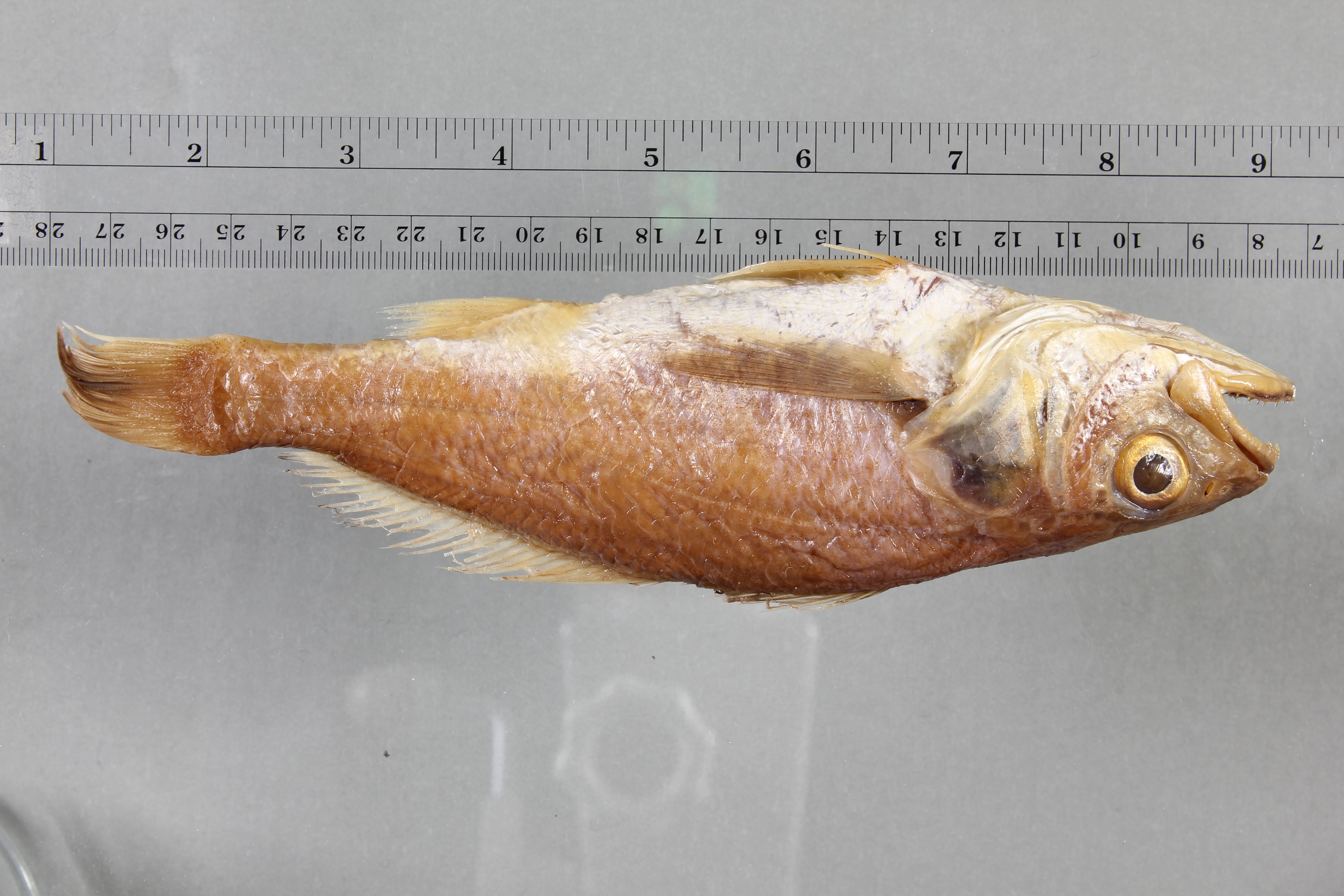 Mbizi-ombervis (Pentheroscion mbizi) — Sciaenidae