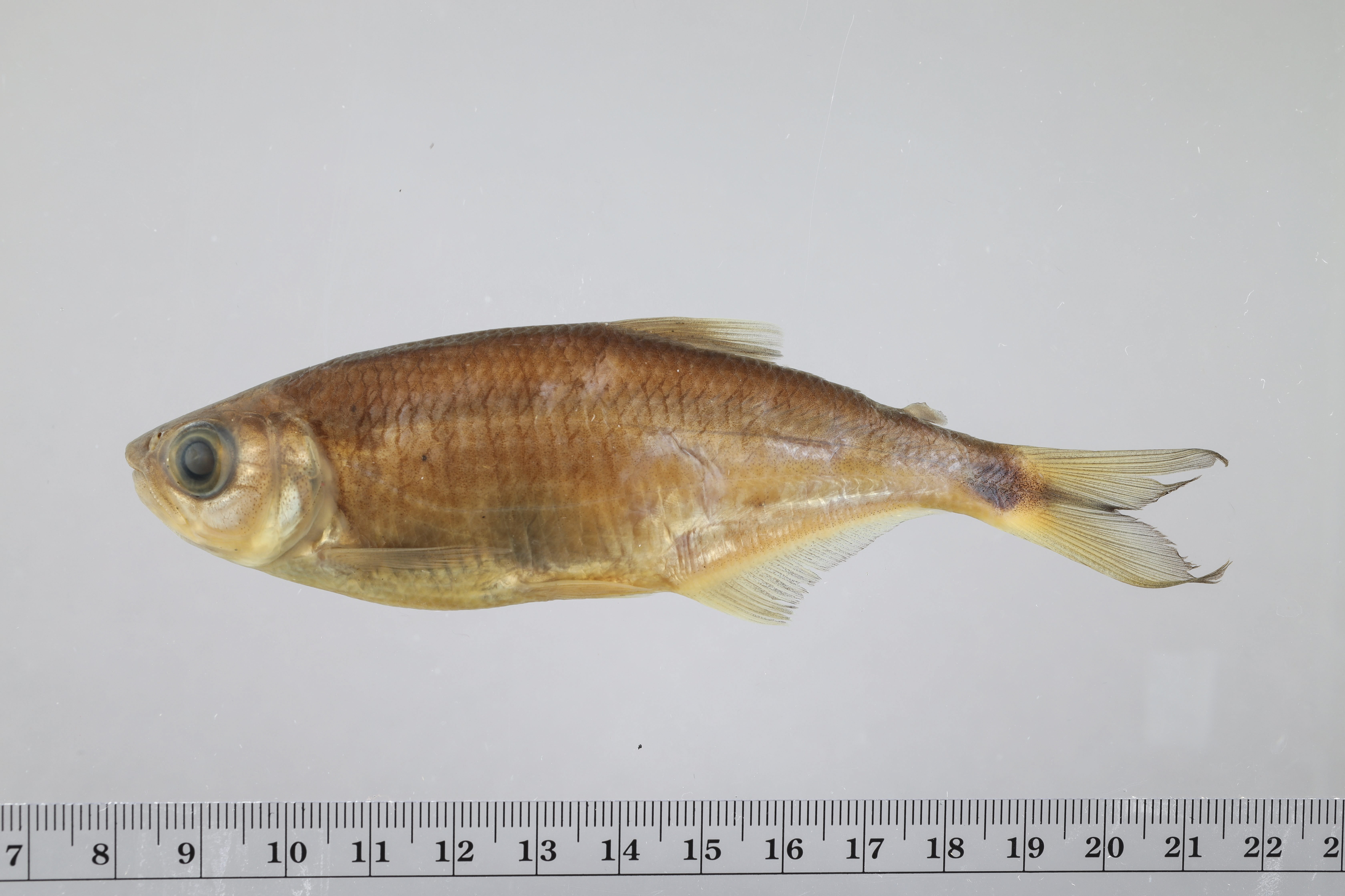 Brycon guatemalensis