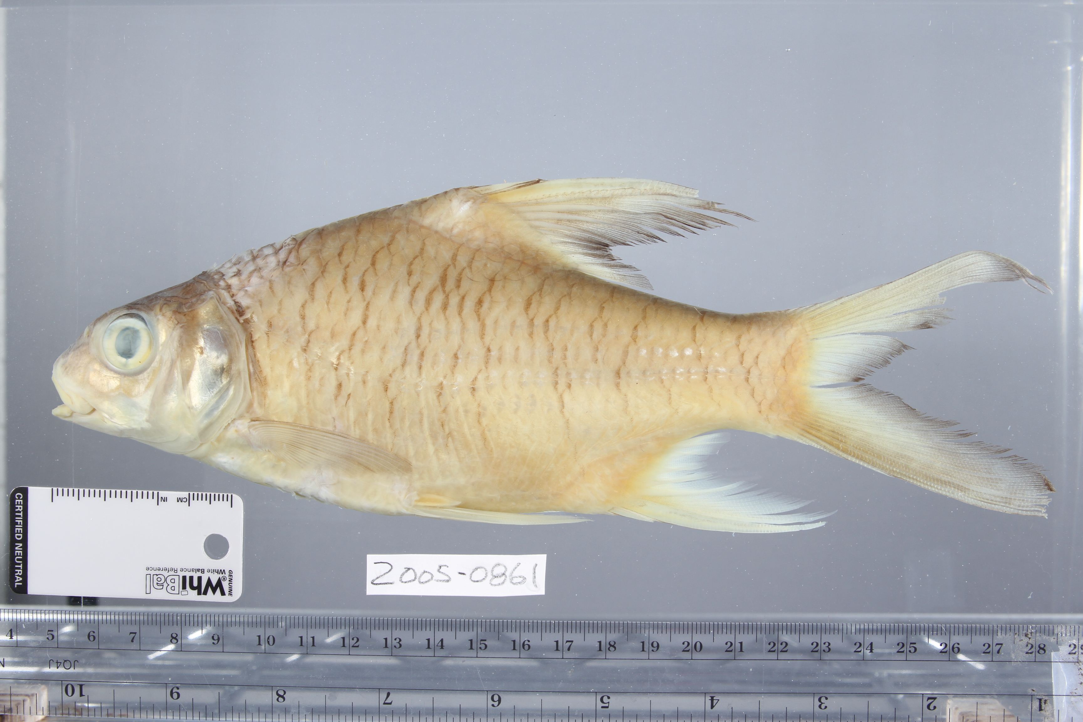 Bulu barb (Puntioplites bulu) — Cyprinidae — 4
