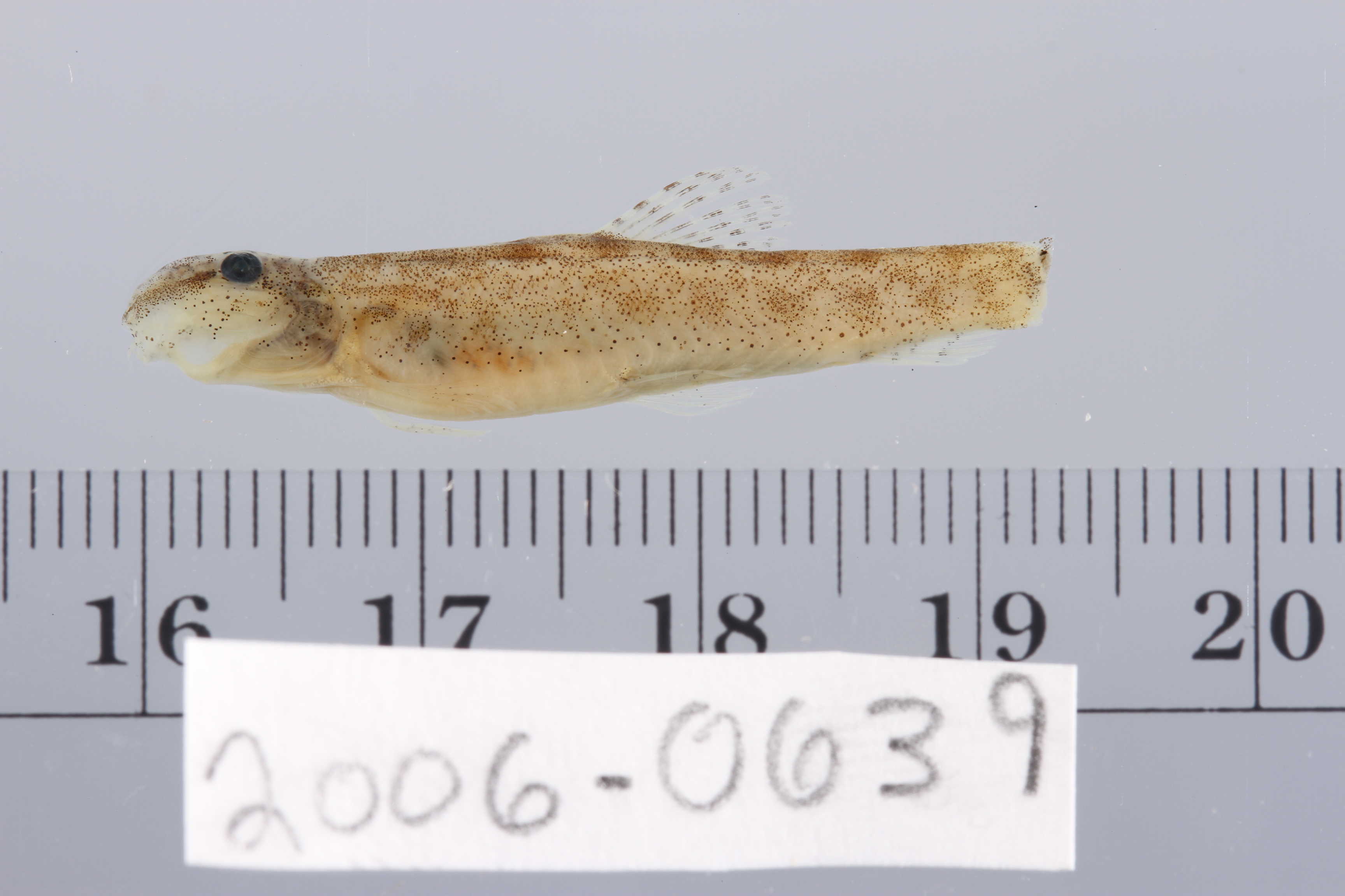Saw dwarf loach (Kottelatlimia pristes) — Cobitidae — 2